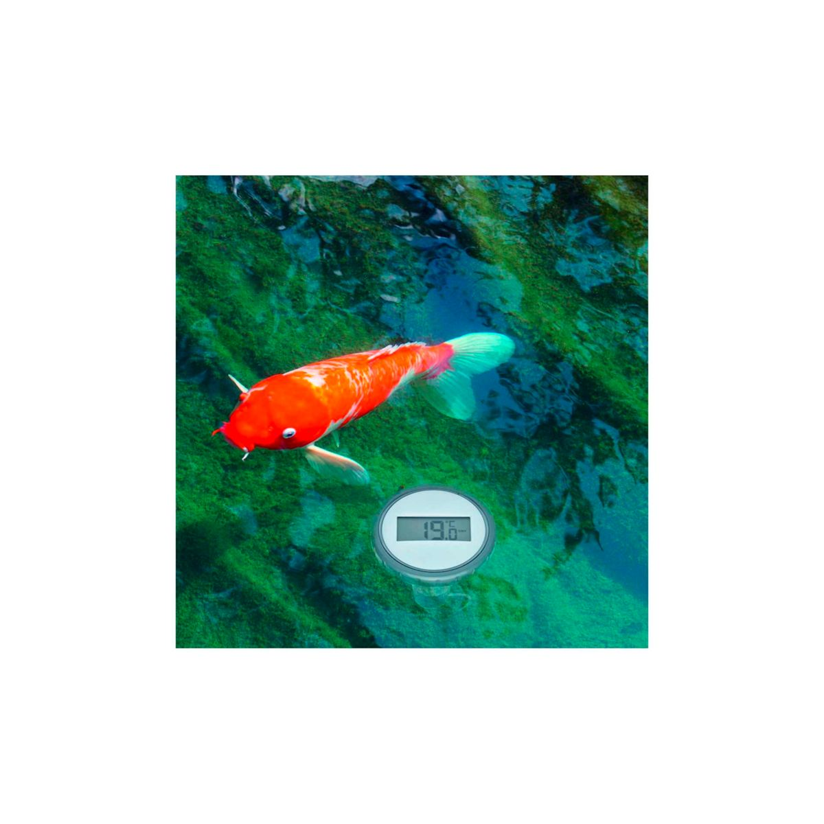 Ein rot-weißer Koischwimmer in klarem Wasser mit Thermometer. Grünalgen sind am Boden sichtbar.