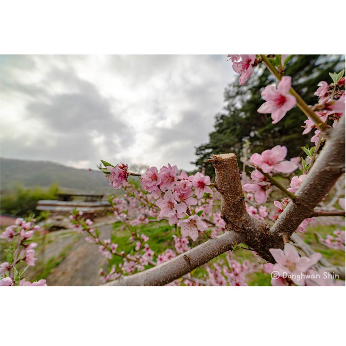 Zbliżenie gałęzi brzoskwini z różowymi kwiatami. Niebo jest zachmurzone, a w tle rozmyte góry.