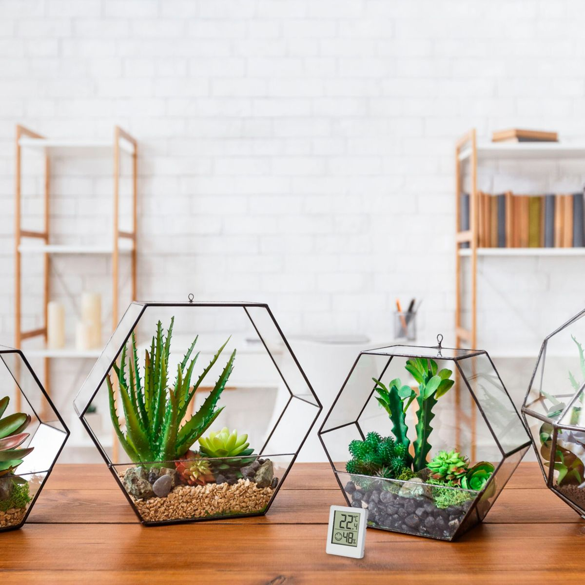 Mehrere Terrarien mit Pflanzen auf einem Holztisch. Weiße Backsteinmauer und Regale im Hintergrund.