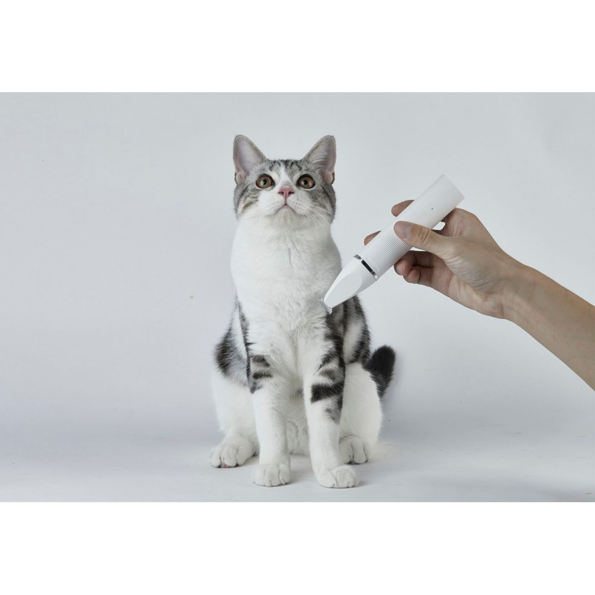 Kot pręgowany pielęgnowany przez osobę trzymającą białe narzędzie do pielęgnacji zwierząt, na białym tle.