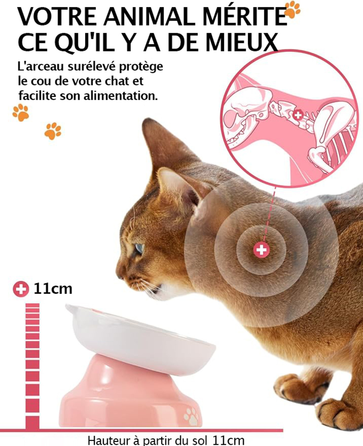 Un gatto che mangia da una ciotola rialzata, mostrando l'anatomia del gatto.