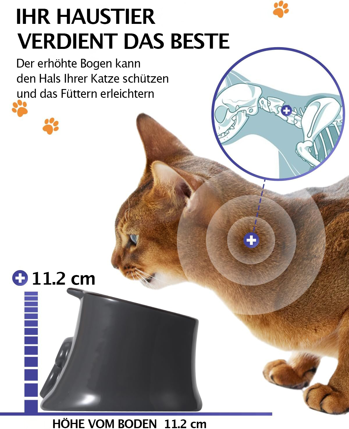 Eine Katze, die eine Schüssel betrachtet. Sie befindet sich neben einer Schüssel und einem Bild des Knochenbaus einer Katze.