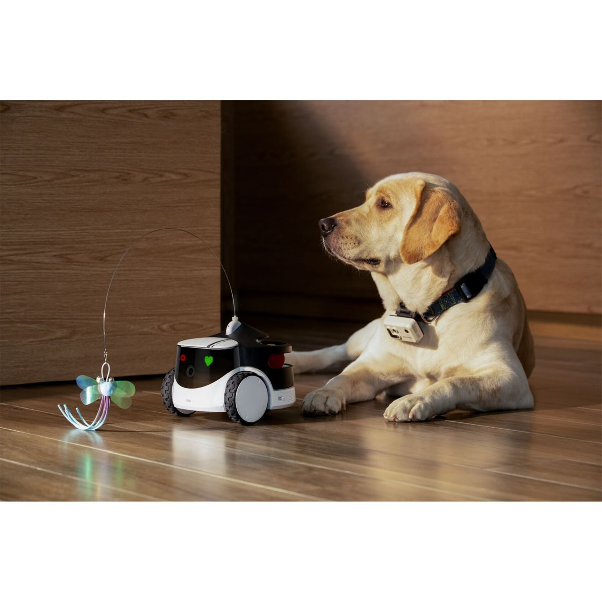Un perro se acuesta e interactúa con un robot de juguete y una caña de pescar de juguete en un suelo de madera.