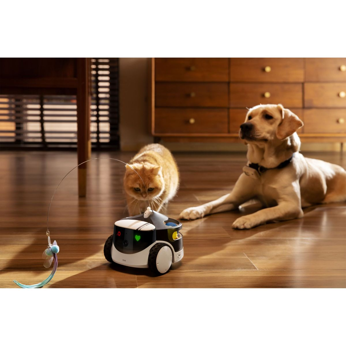 Un gato y un perro interactúan con un robot de juguete en un suelo de madera. Una caña de pescar de juguete está en la escena.