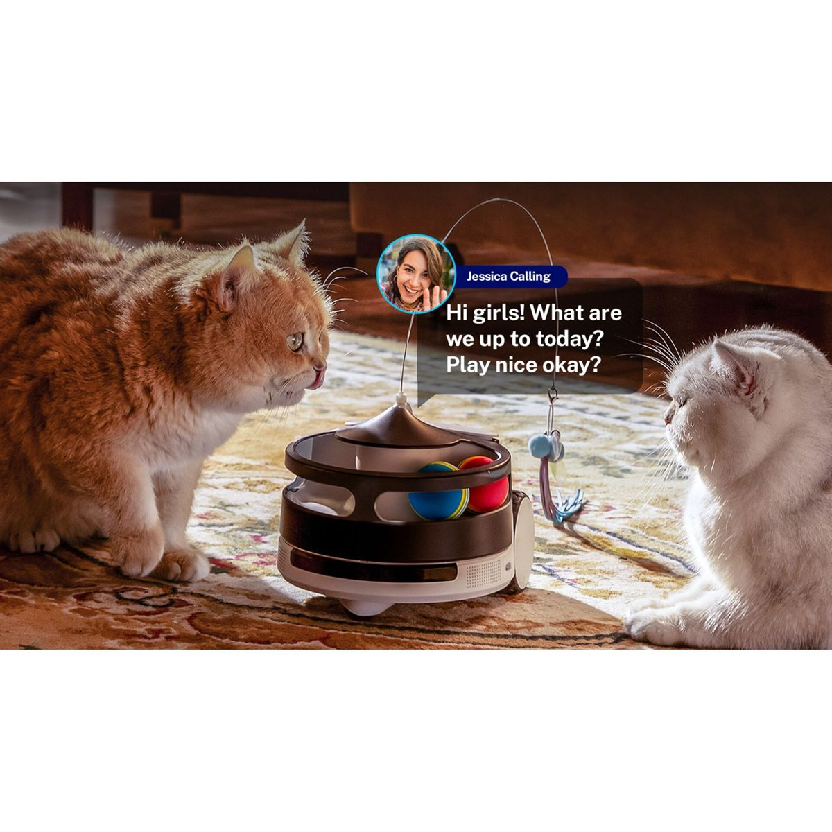 Dos gatos interactúan con un robot de juguete. Una burbuja de diálogo dice: '¡Hola chicas! ¿Qué vamos a hacer hoy? ¿Jugar bien, vale?'