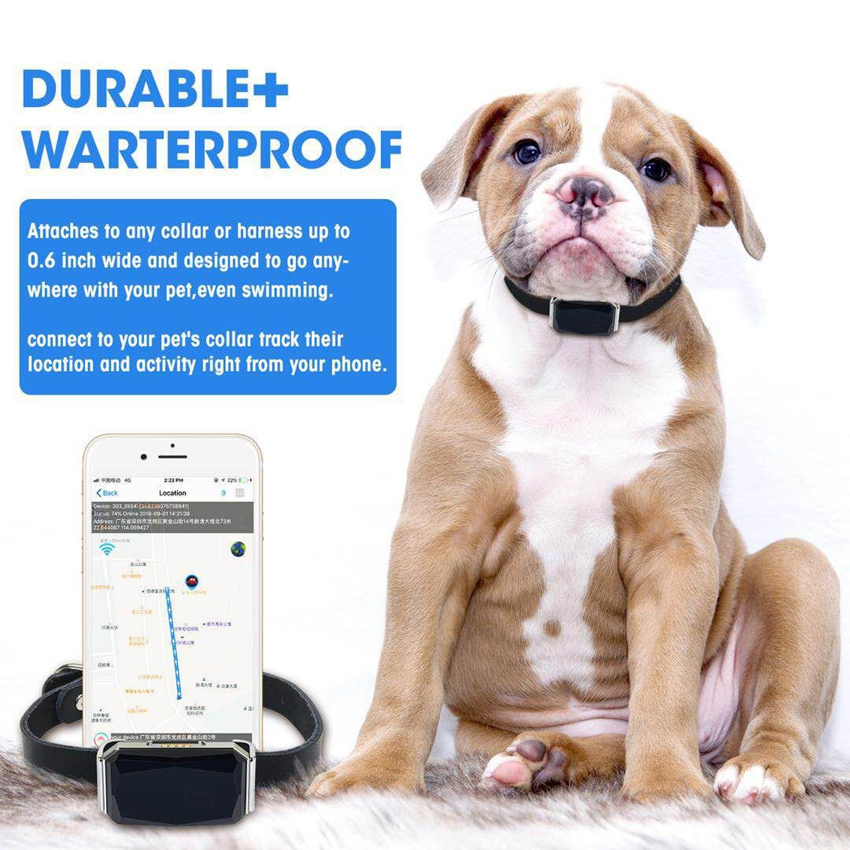 Bulldog mit schwarzem Halsband mit Tracker sitzt neben einem Telefon, das Kartenkoordinaten auf weißem Hintergrund anzeigt.