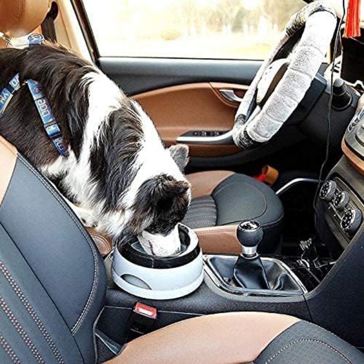 Ein Hund trinkt aus einem Futternapf in einem Auto. Der Innenraum des Autos ist sichtbar, mit Lenkrad und Schalthebel.