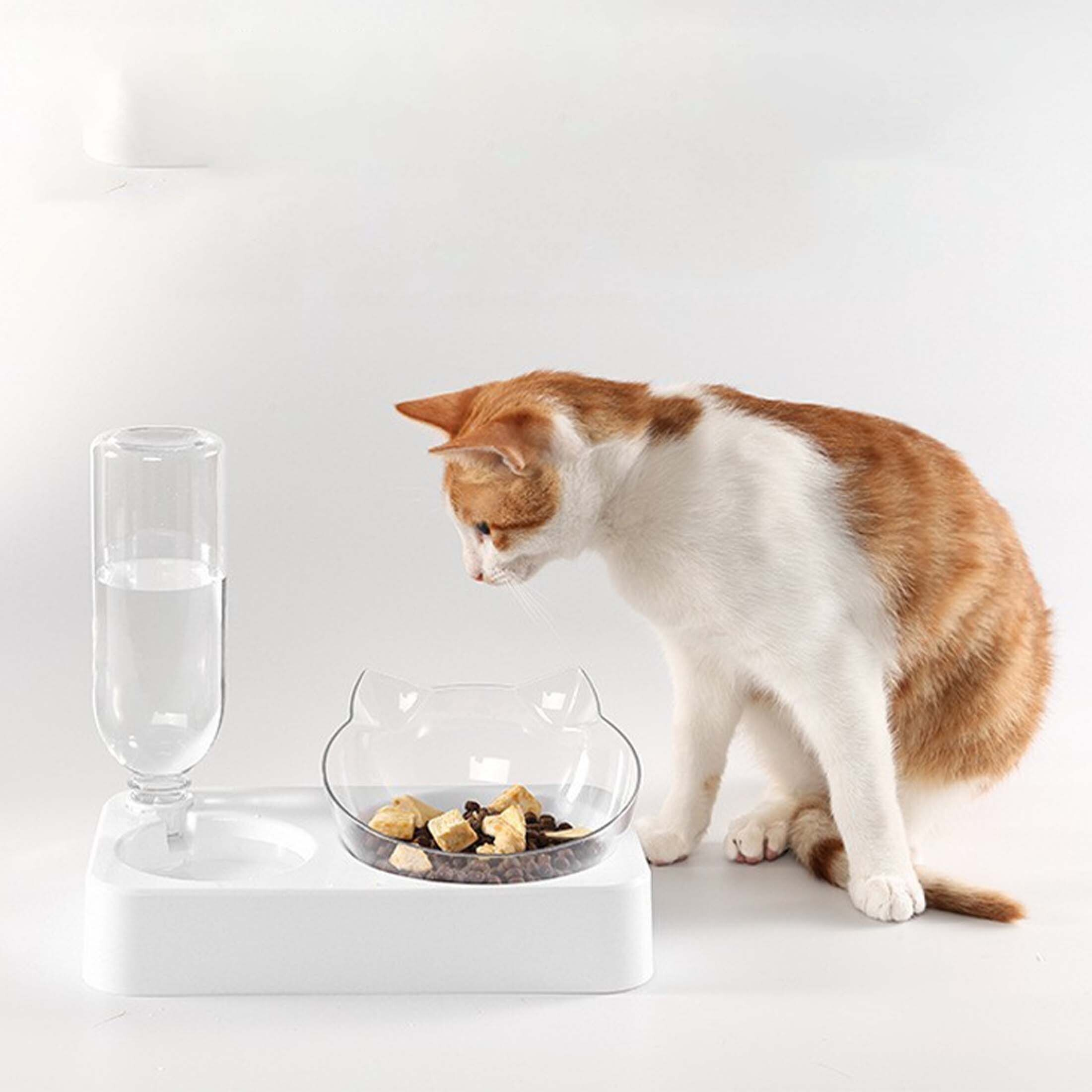 Katze, die Futternapf betrachtet. Weiß-orange Katze neben einer durchsichtigen Schüssel mit Futter und einem Wasserspender.