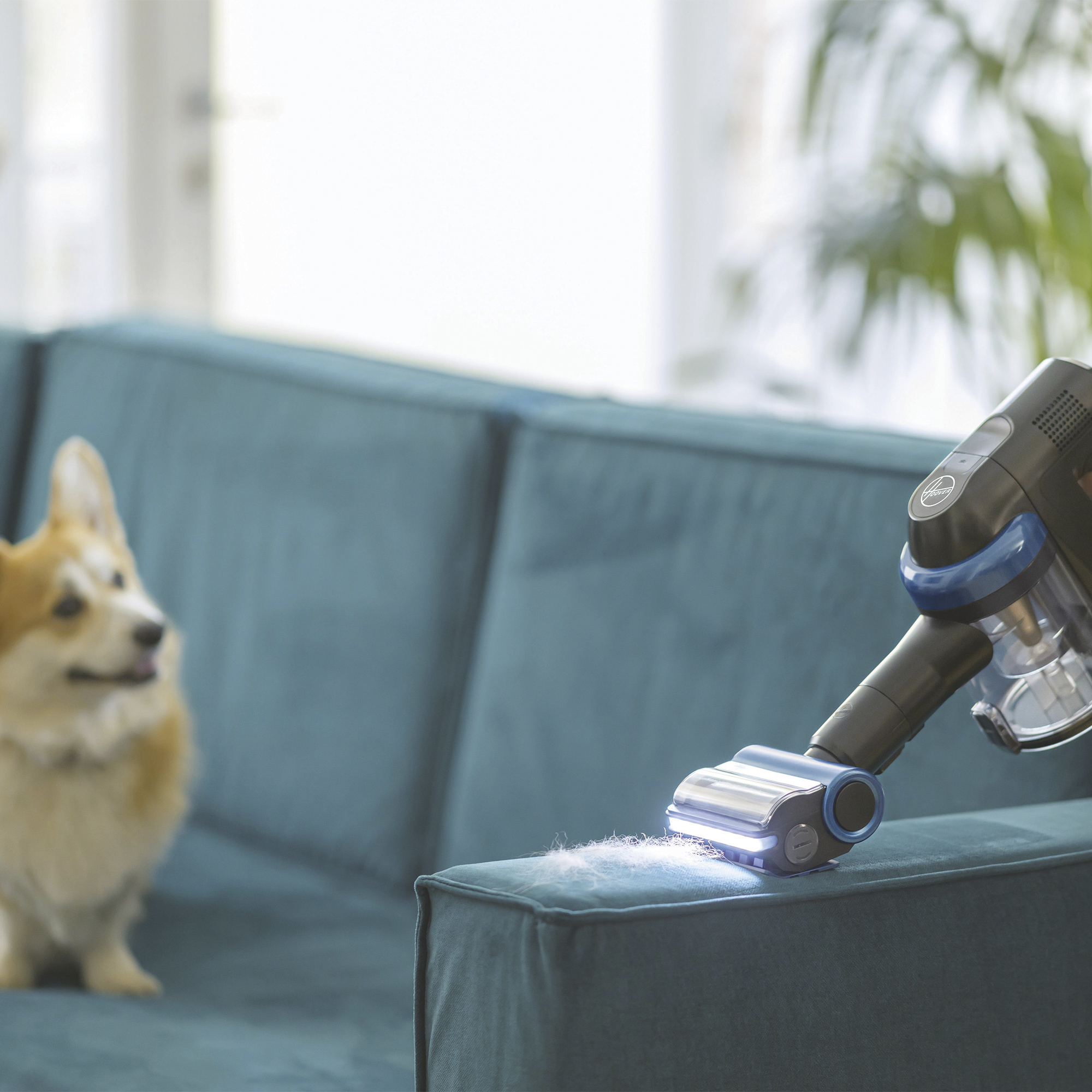 Ein Corgi beobachtet einen Staubsauger, der eine blaue Couch reinigt. Staub ist auf der Couch sichtbar.