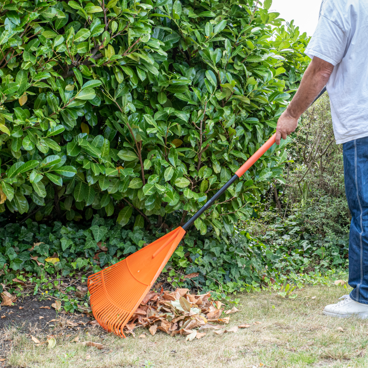 A man raking leaves in a garden. He is wearing a white shirt and blue jeans. An orange rake is used.