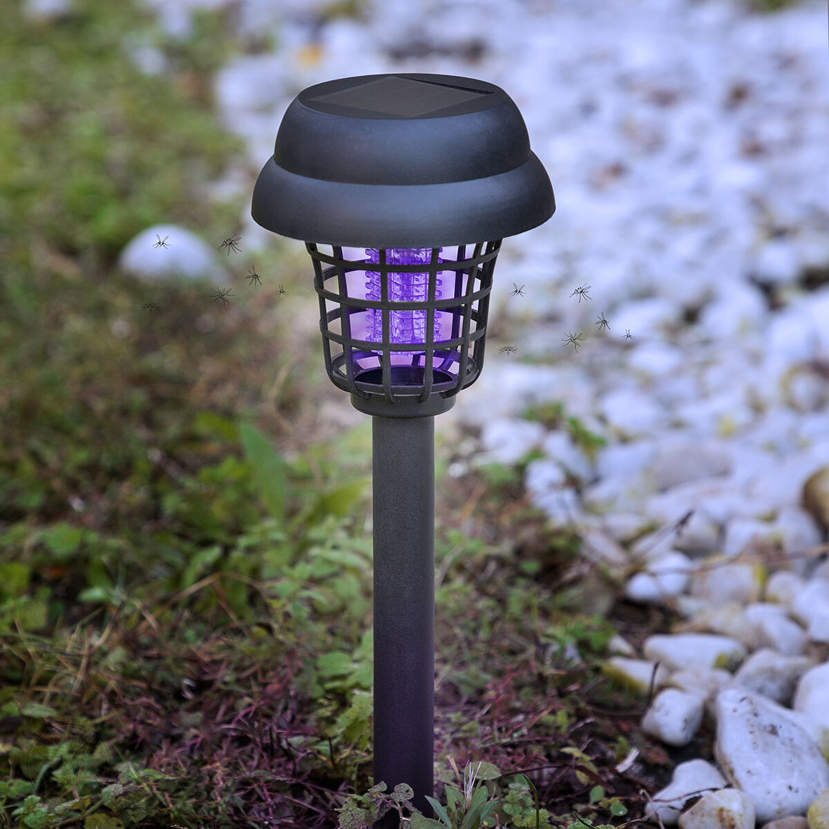 Luce per zanzare da esterno. È nera e ha una luce viola. Ci sono molti piccoli insetti intorno.