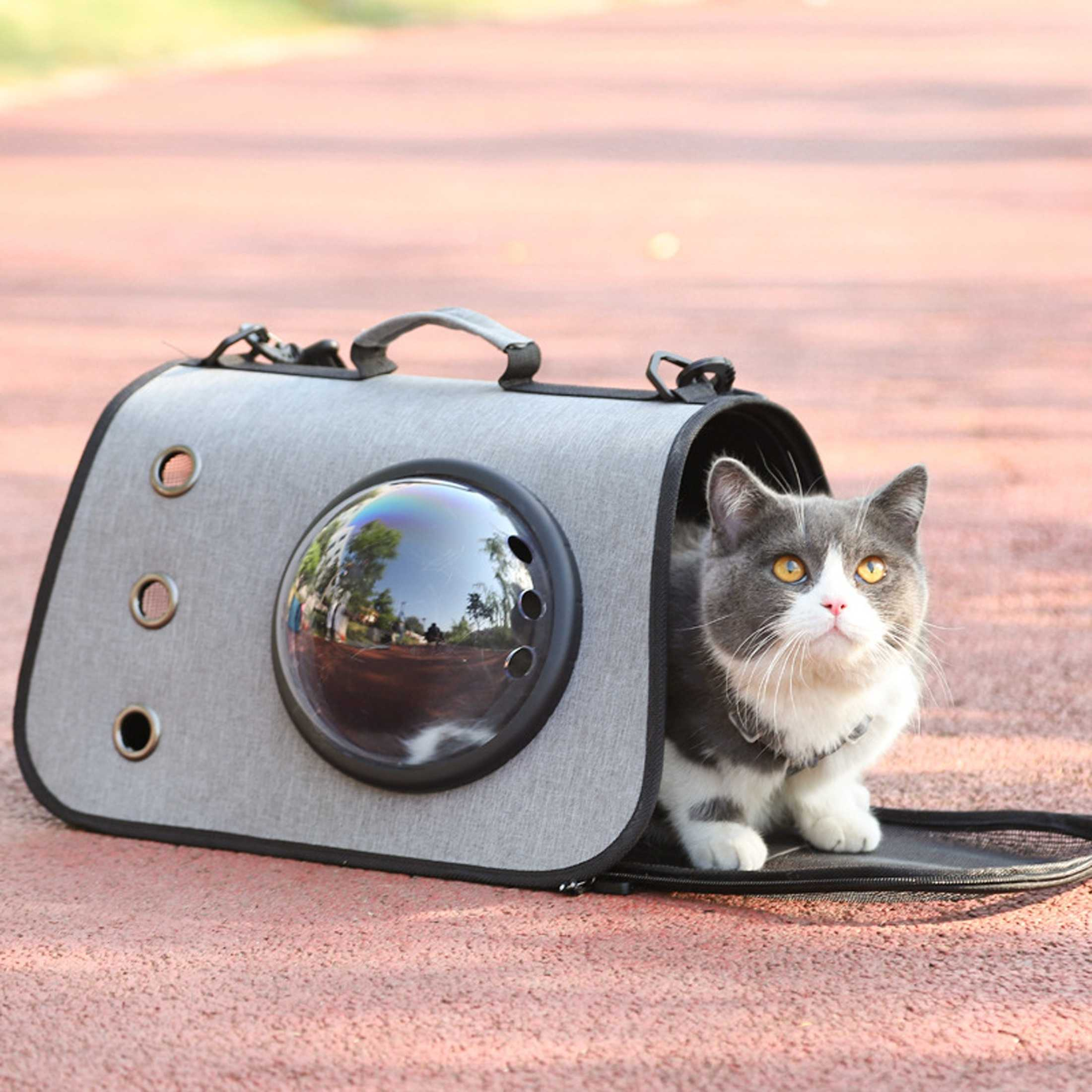 Graue Katzentransporttasche mit Katze. Die Tasche hat ein klares Blasenfenster. Auf einem Weg.