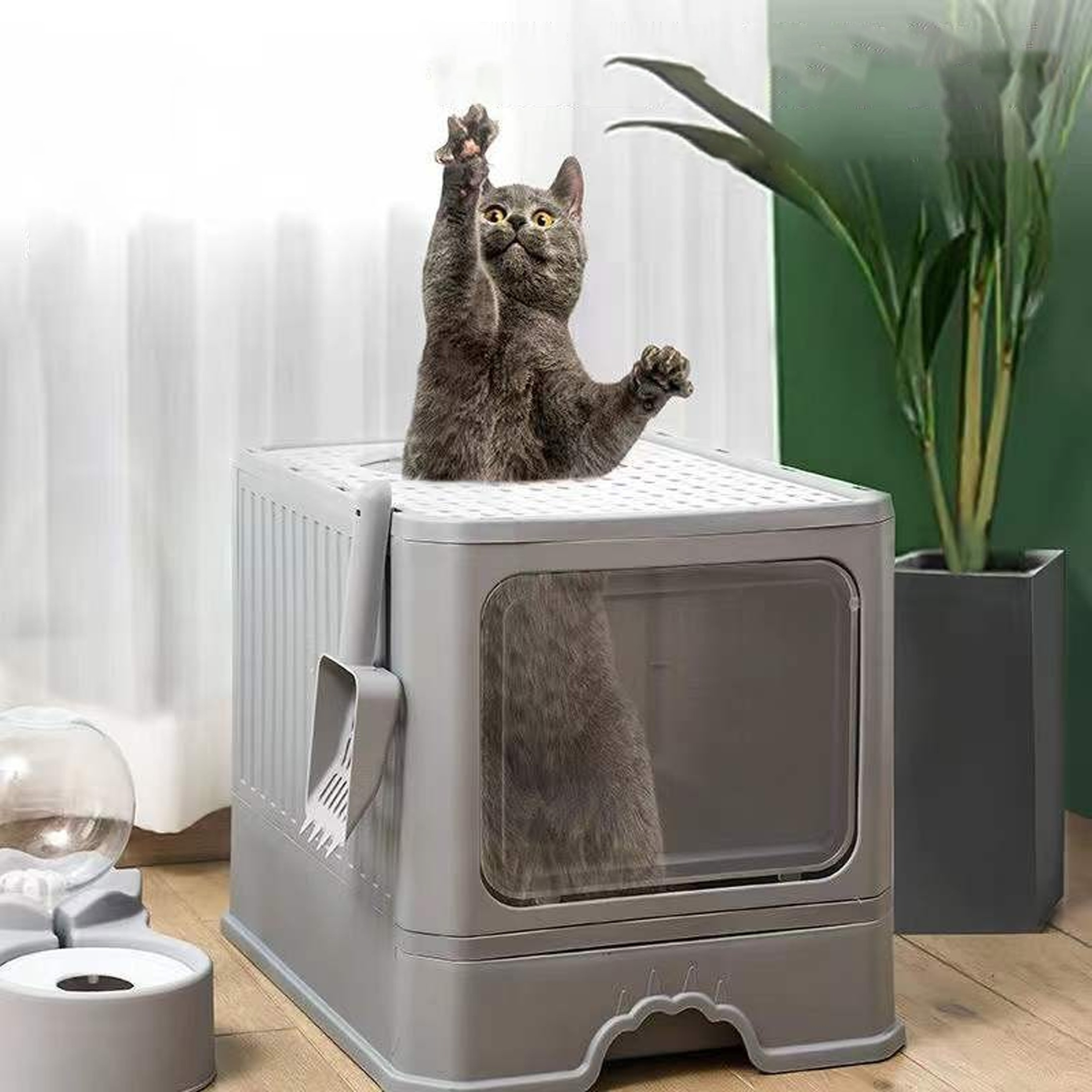 Graue Katze sitzt auf Katzentoilette, greift hoch. Box grau, oben und Tür.
