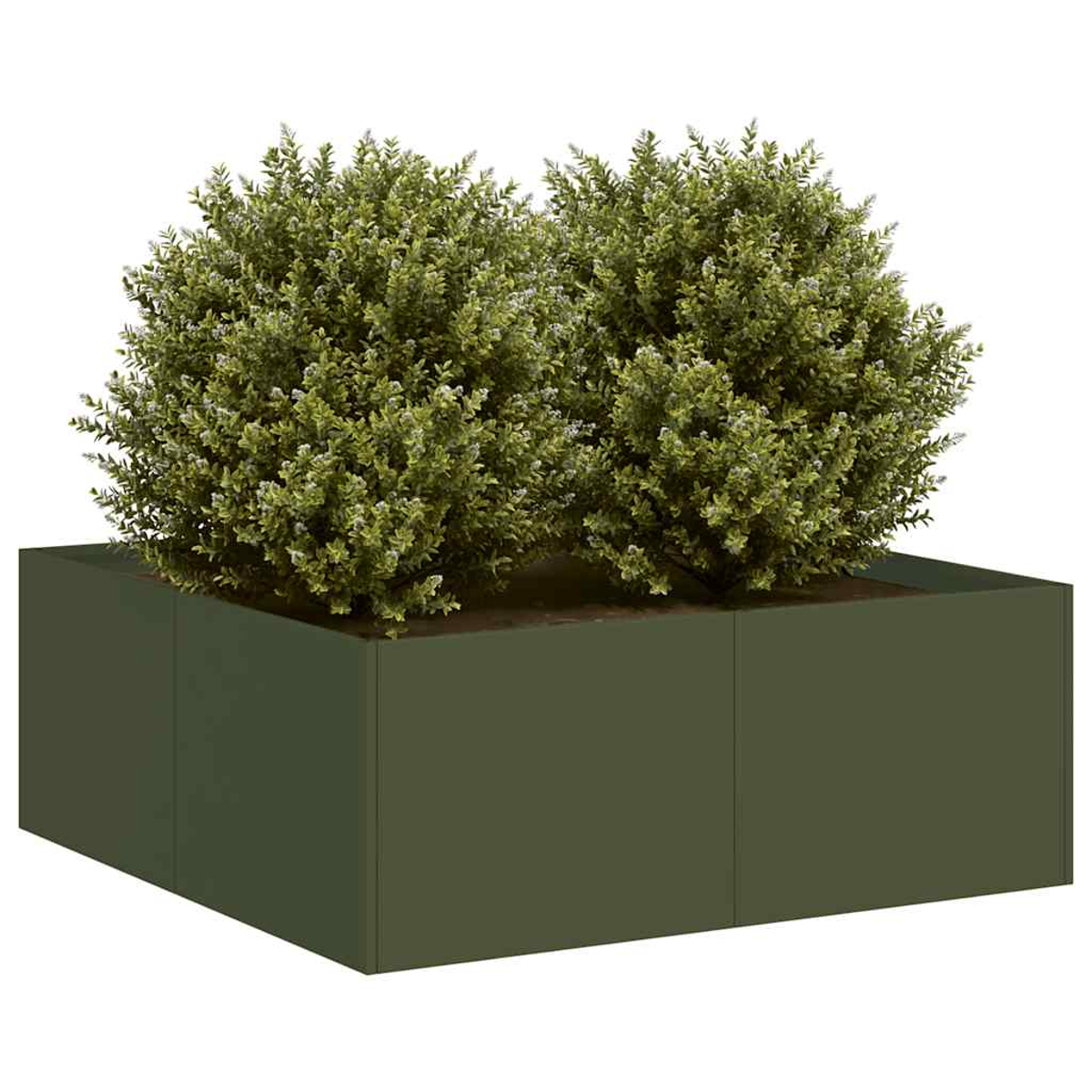 Fioriera verde scuro con due cespugli verdi, rotondi e frondosi. La fioriera è quadrata e solida.