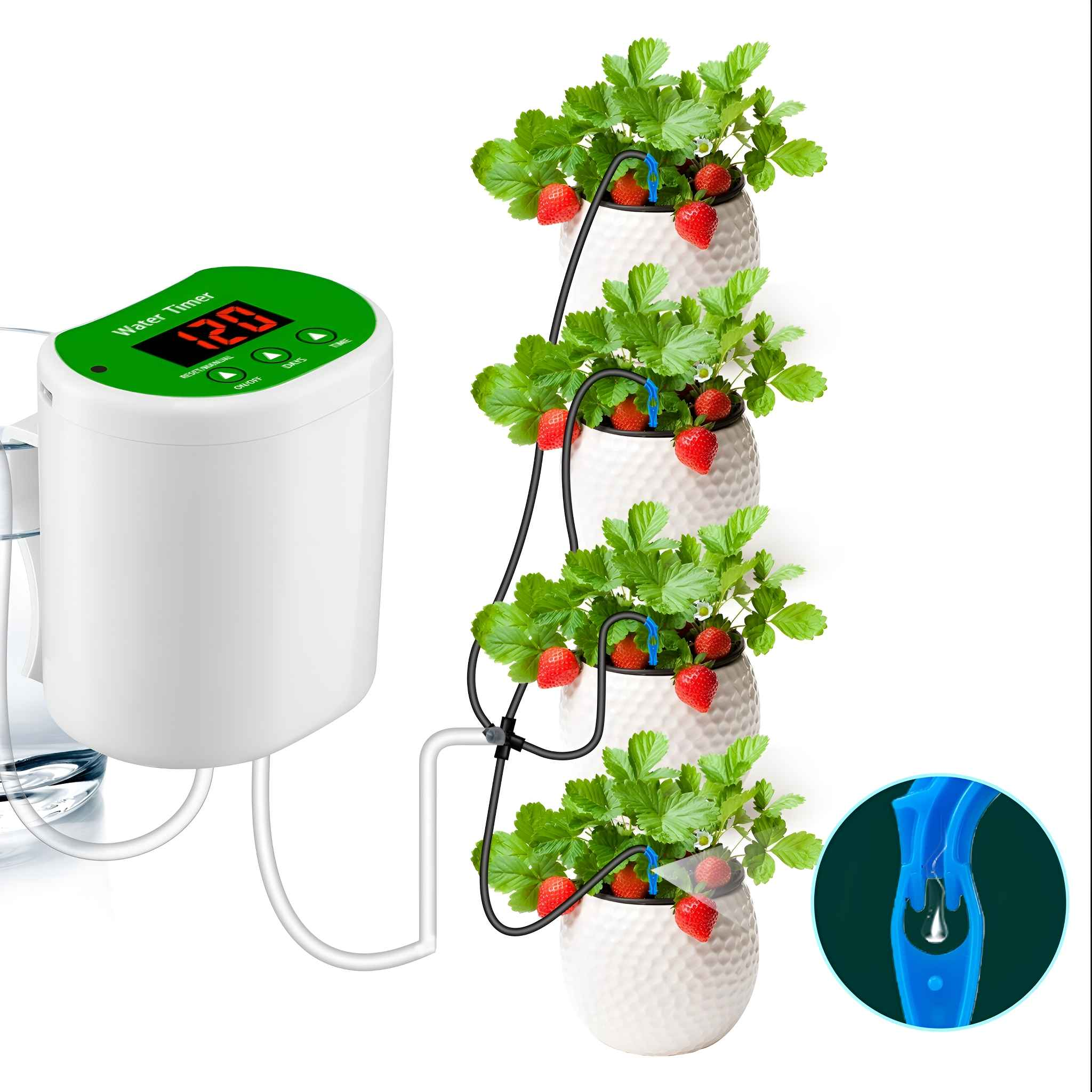 Wasser-Timer mit grüner Anzeige und mehreren Topf-Erdbeerpflanzen mit Bewässerungsrohren und System.