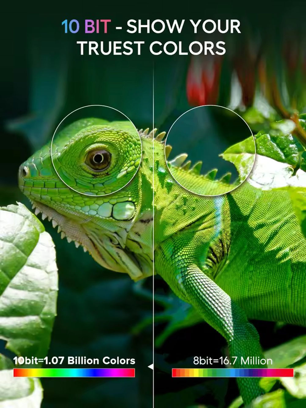 Comparación de representación de color: 10 bits vs. 8 bits. Iguana con círculos de enfoque.