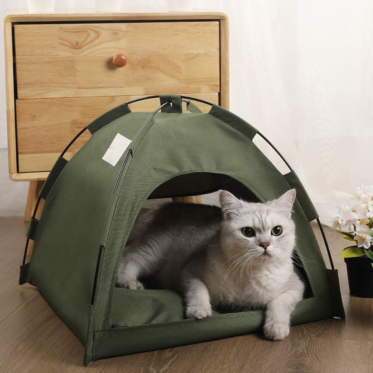 Eine Katze in einem kleinen olivgrünen Zelt. Sie schaut mit neugierigem Blick in die Kamera.