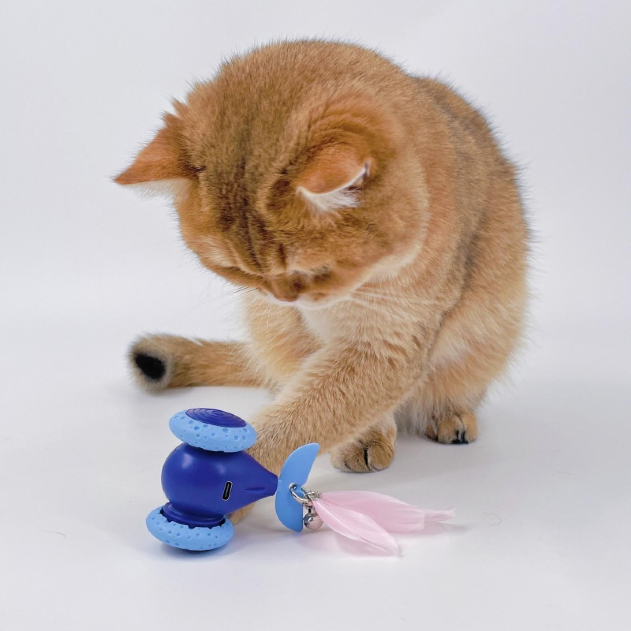 Eine goldene Katze spielt mit einem blauen Spielzeug mit Federn. Die Katze konzentriert sich auf das Spielzeug, ihre Pfote ausgestreckt.