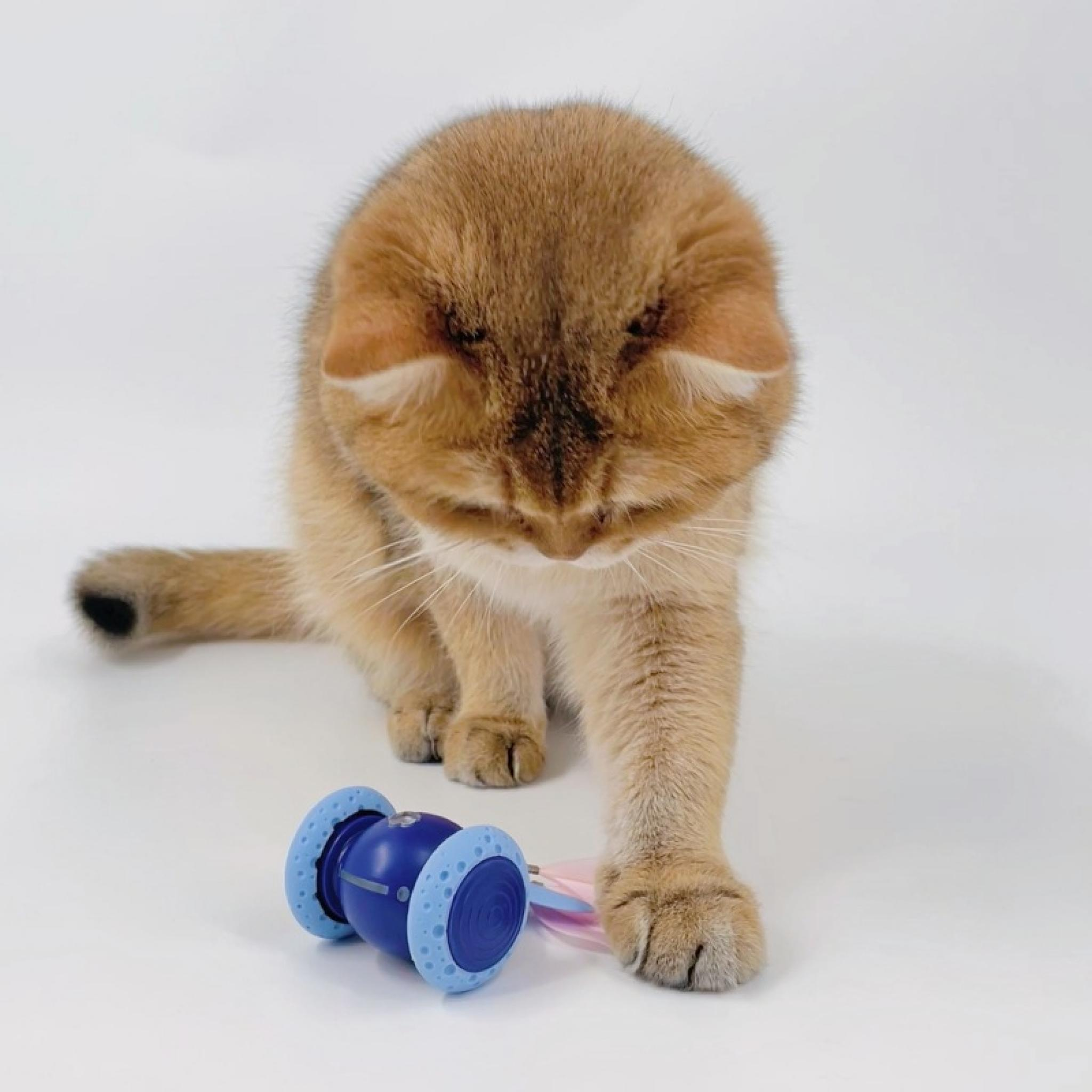 Eine goldene Katze blickt auf ein blaues Spielzeug mit hellblauen Rädern. Der Hintergrund ist weiß.