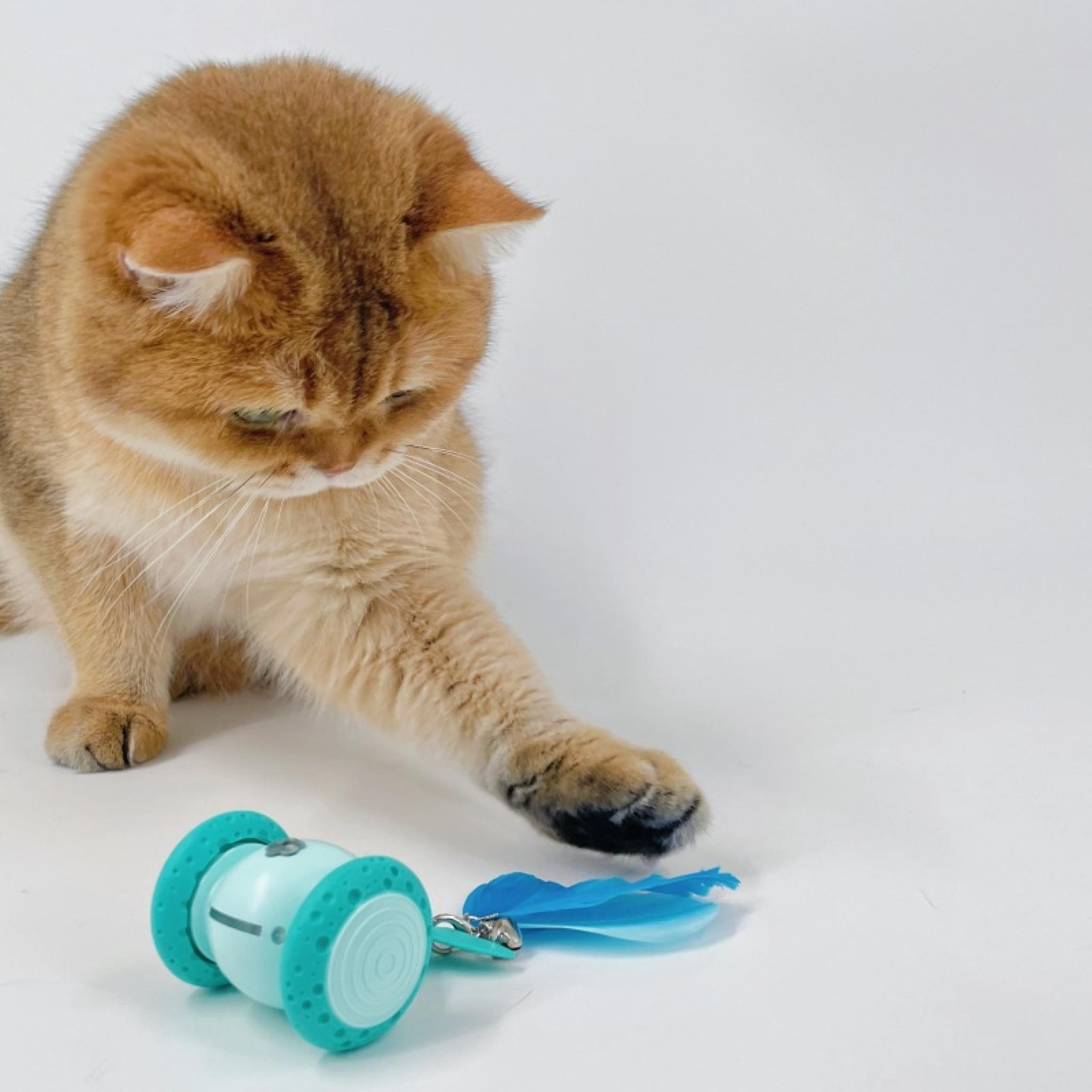 Eine goldene Katze greift nach einem blauen Spielzeug auf einer weißen Oberfläche. Die Augen der Katze sind auf das Spielzeug gerichtet.
