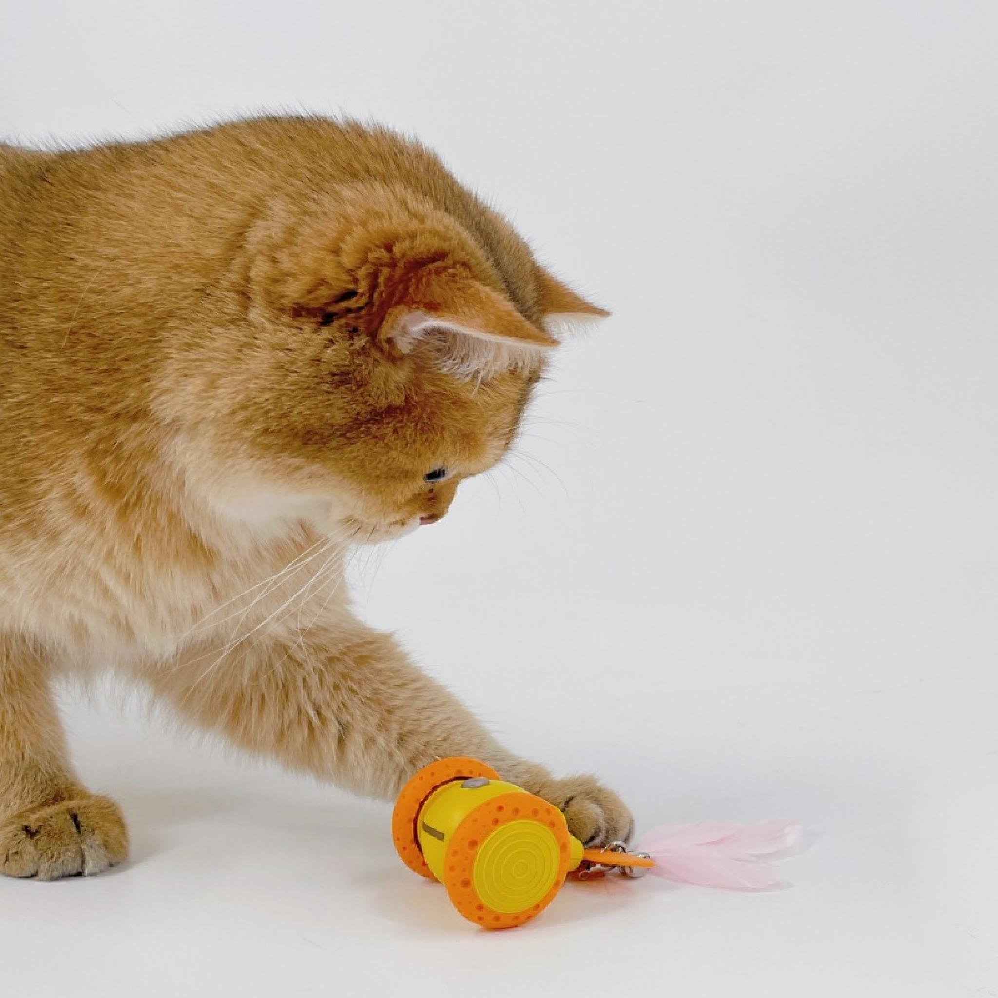 Eine orangefarbene Katze greift nach einem Spielzeug. Das Spielzeug ist gelb und orange, mit rosa Federn. Weißer Hintergrund.