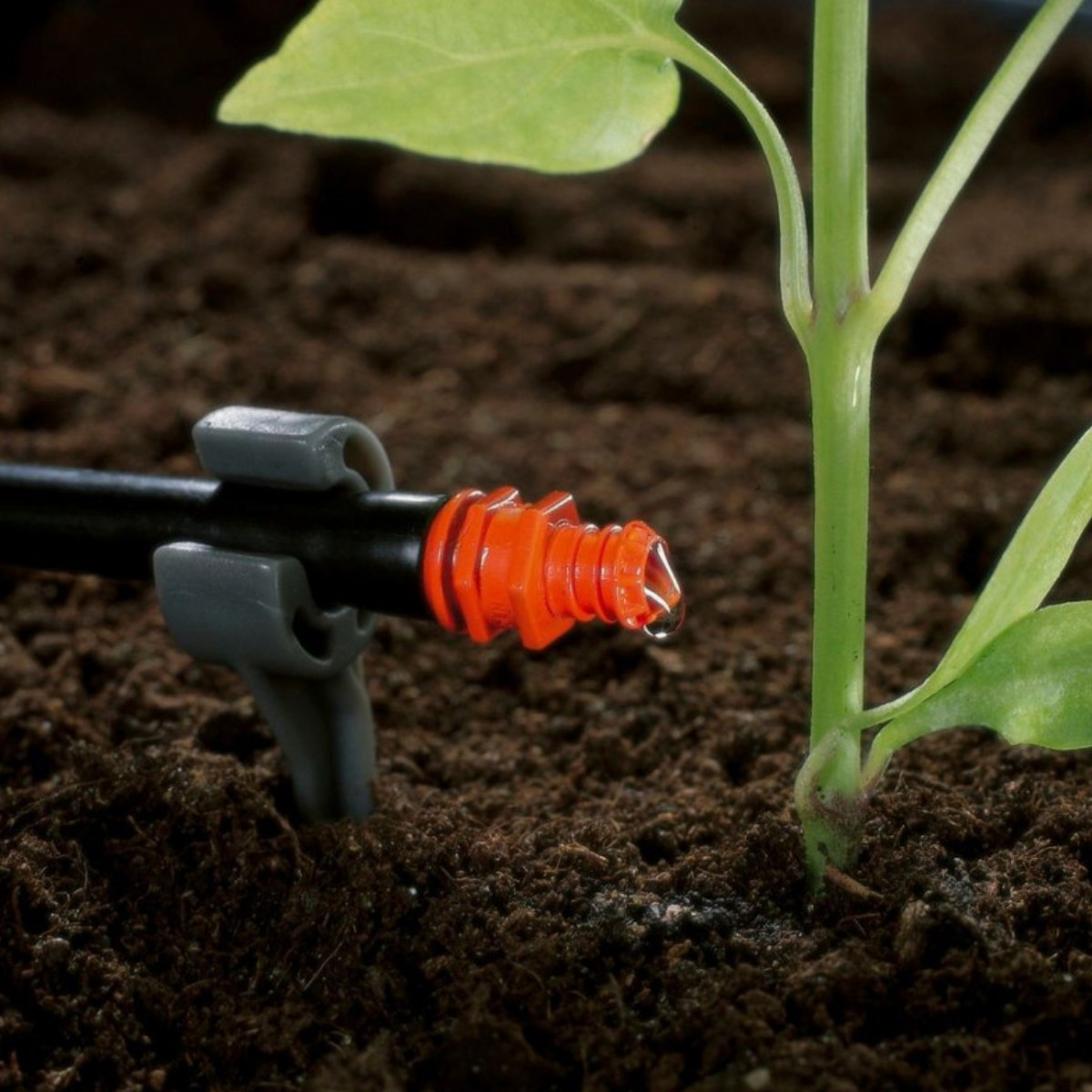Primer plano de una planta siendo regada. Una gota de agua cae de una boquilla naranja. Tierra oscura rodea el tallo de la planta.