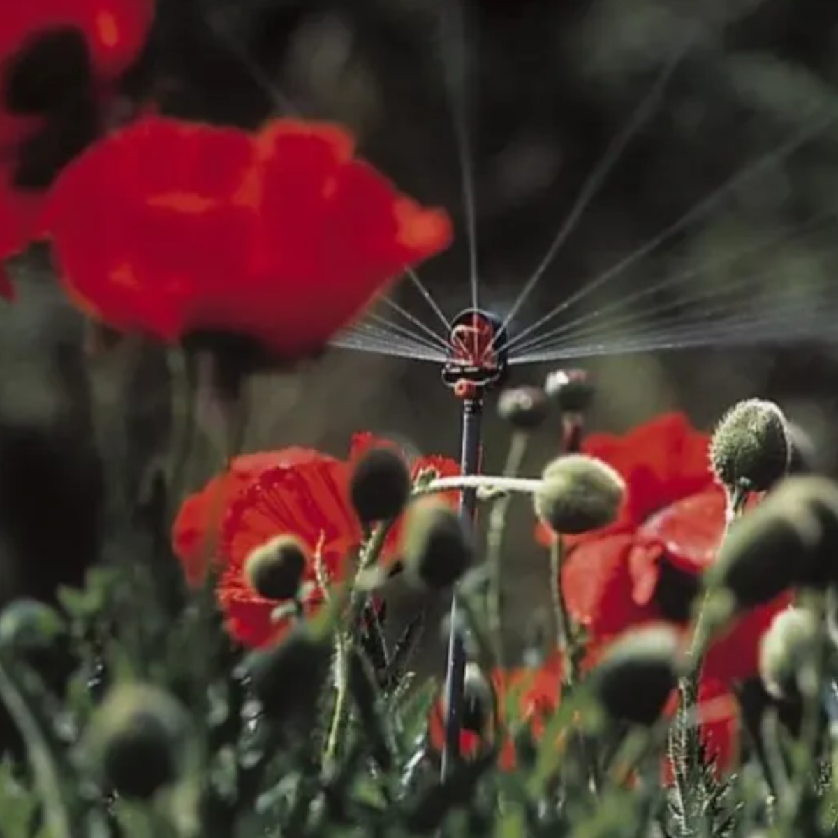 Amapolas rojas en un jardín regadas por un aspersor. Capullos y hojas verdes en primer plano. El fondo es oscuro.