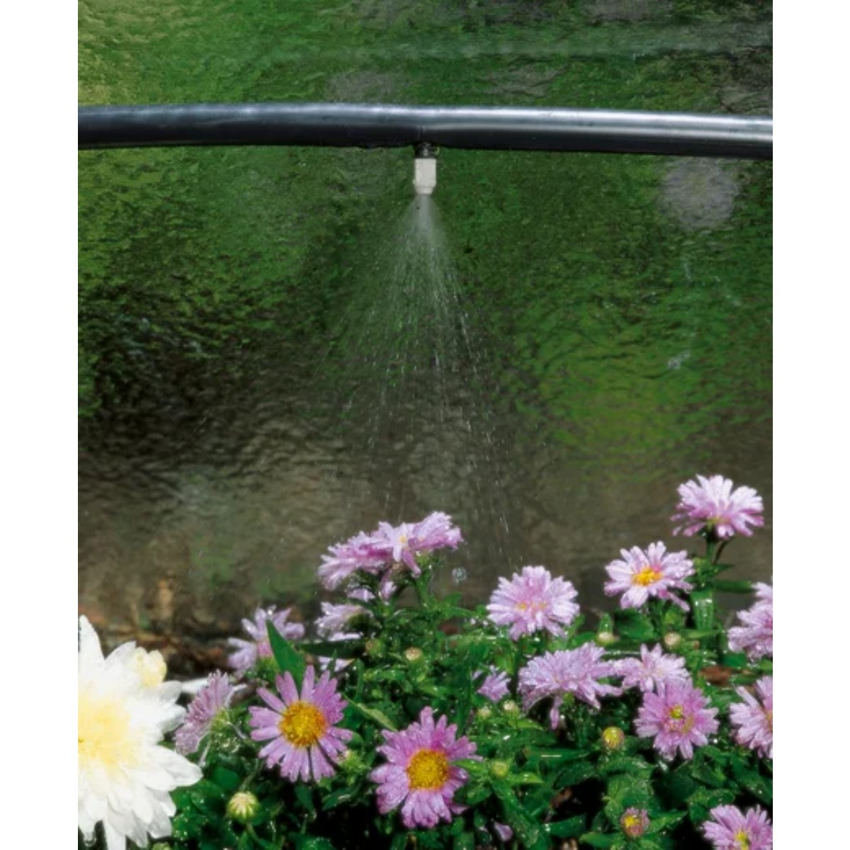 L'acqua spruzza da un tubo nero su fiori rosa con centri gialli. Fogliame verde sullo sfondo, con uno sfondo verde sfocato.