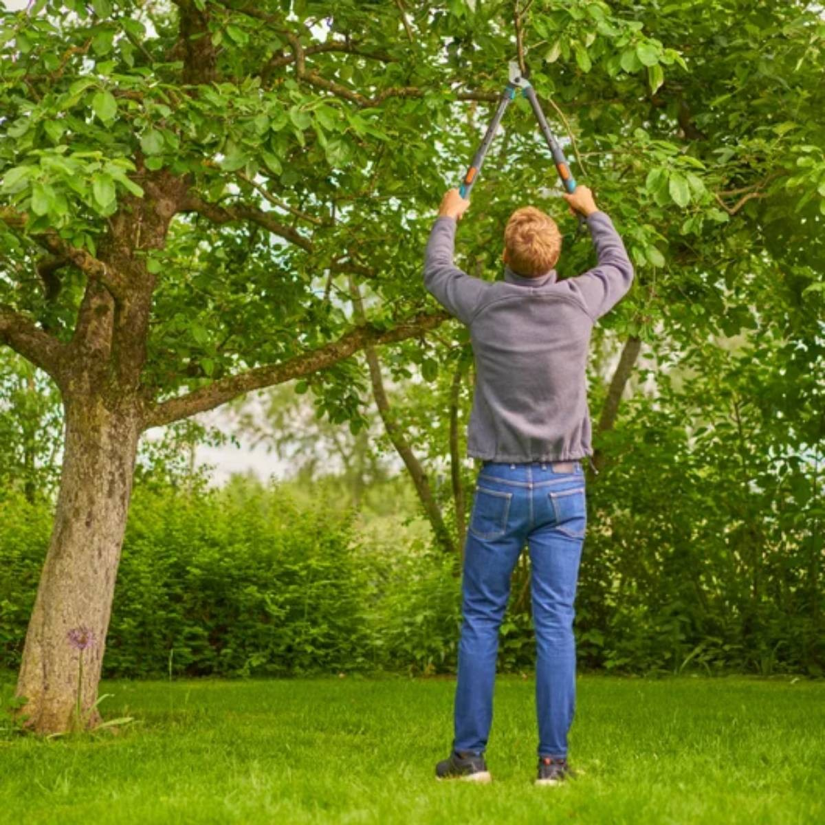 Mężczyzna w szarej kurtce i niebieskich dżinsach przycina drzewo. Zielone liście, trawa i krzewy w tle. Słoneczny dzień.