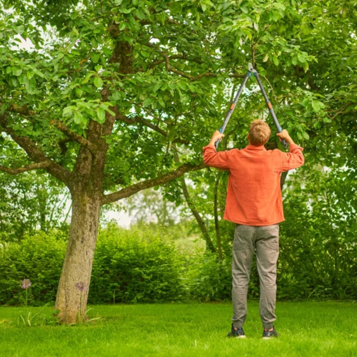 Osoba w pomarańczowej koszuli przycina drzewo nożycami na zielonym trawniku. Bujna zieleń otacza drzewo.