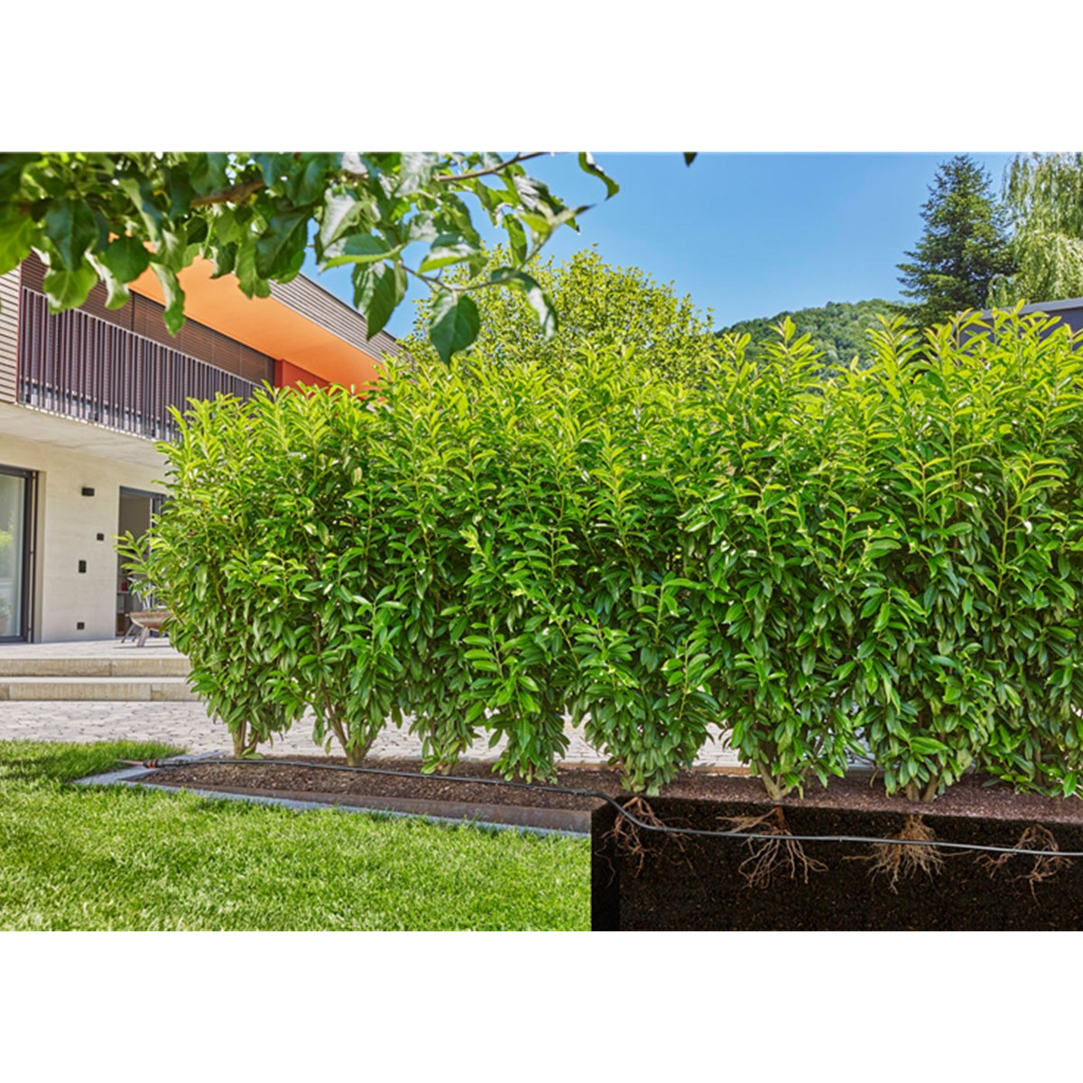 Siepe verde di fronte a una casa con cielo blu. Mostra radici e sistema di irrigazione nel terreno. Prato e alberi sono visibili.