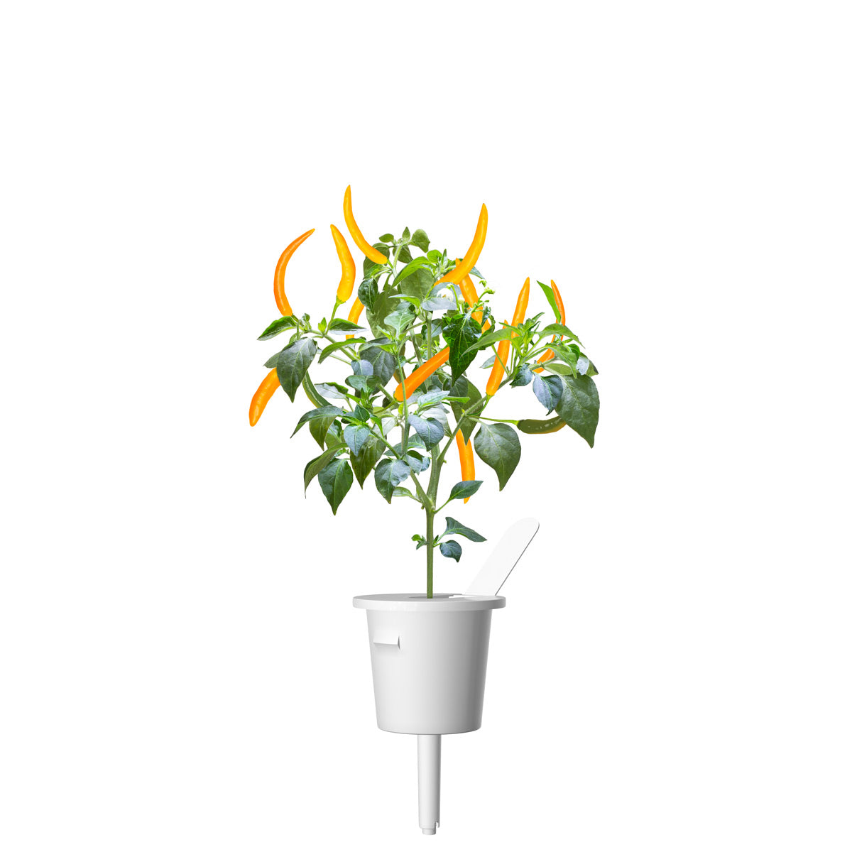 Une petite plante de piment avec des poivrons jaunes et des feuilles vertes se trouve dans un pot blanc sur fond blanc.
