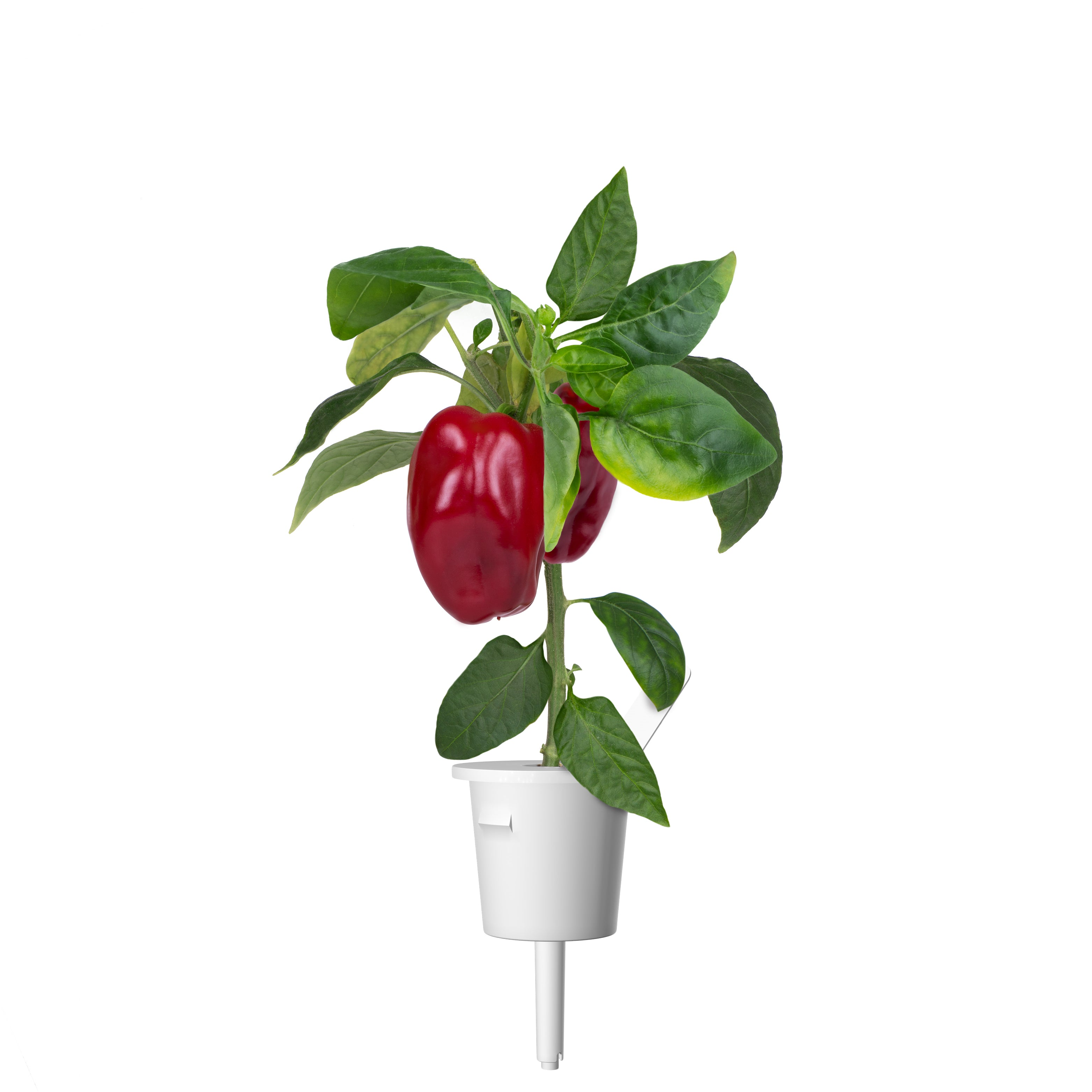 Una pianta di peperone rosso in un vaso bianco su sfondo bianco. La pianta ha foglie verdi e peperoni rossi.