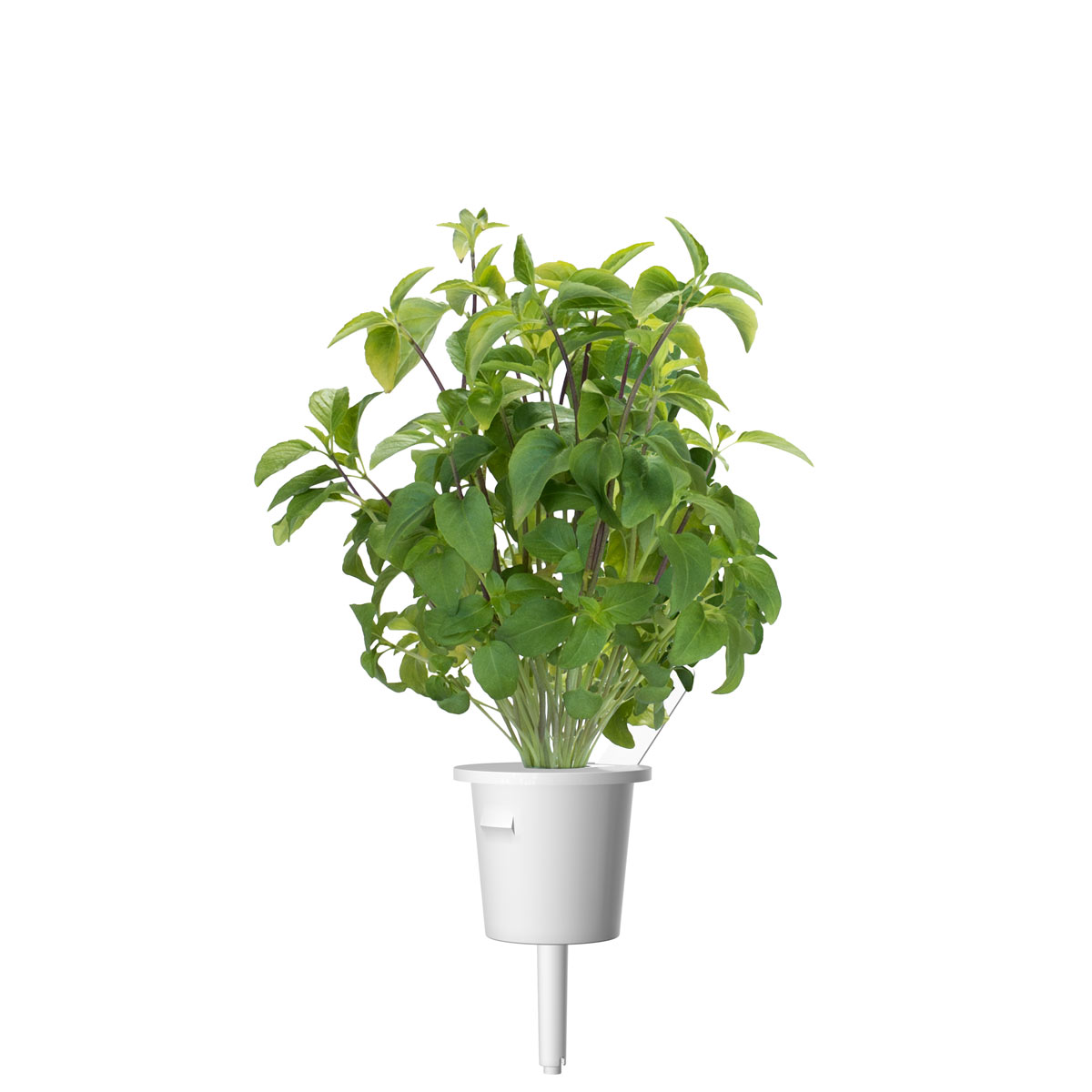 Une plante de basilic vert dans un pot blanc sur fond blanc. La plante a de nombreuses feuilles vertes et quelques tiges violettes.