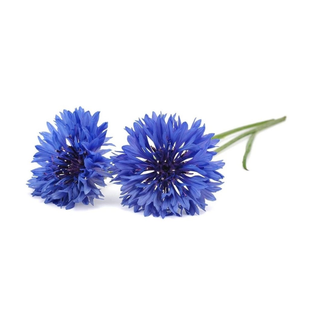 Deux bleuets bleus vifs sur fond blanc. Une fleur est à côté de l'autre, avec une tige verte.