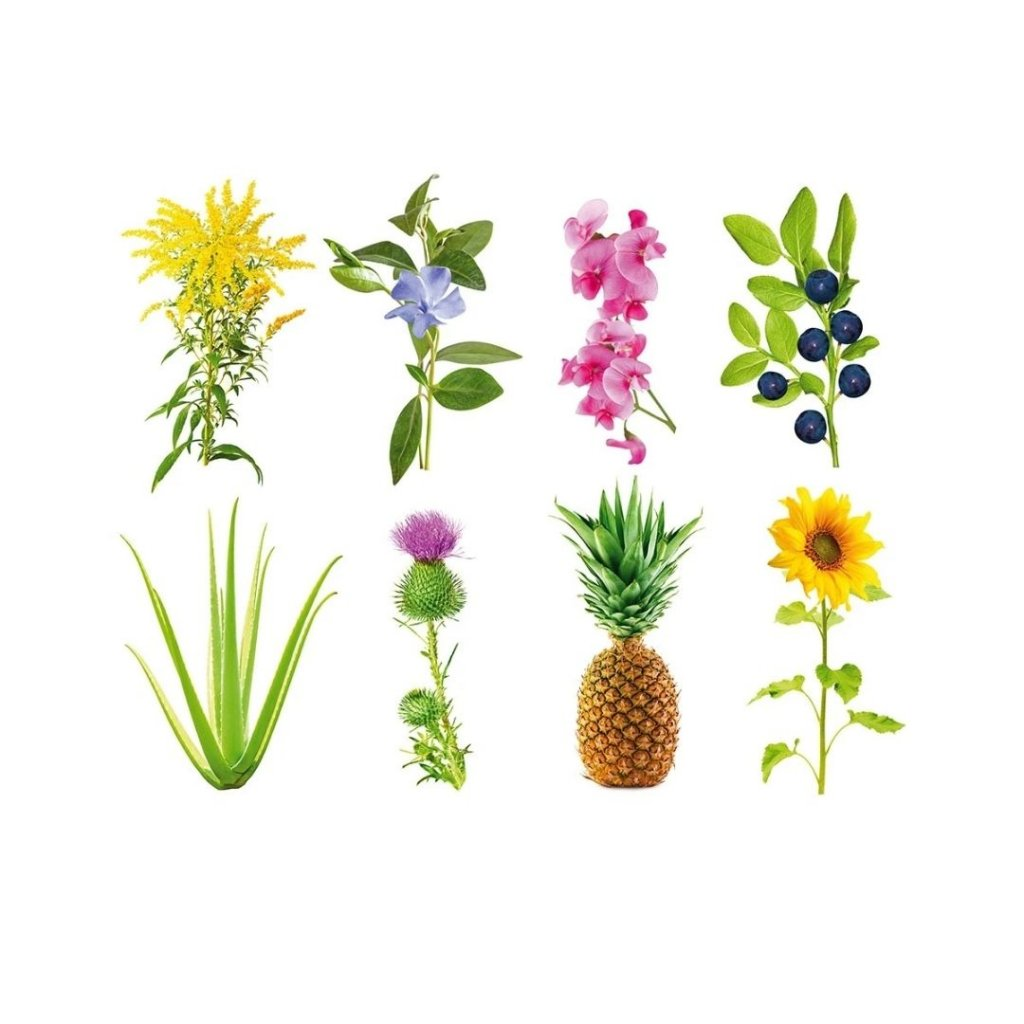 Collection de plantes : fleurs jaunes, fleur bleue, fleurs roses, myrtilles, aloe vera, chardon, ananas et un tournesol.