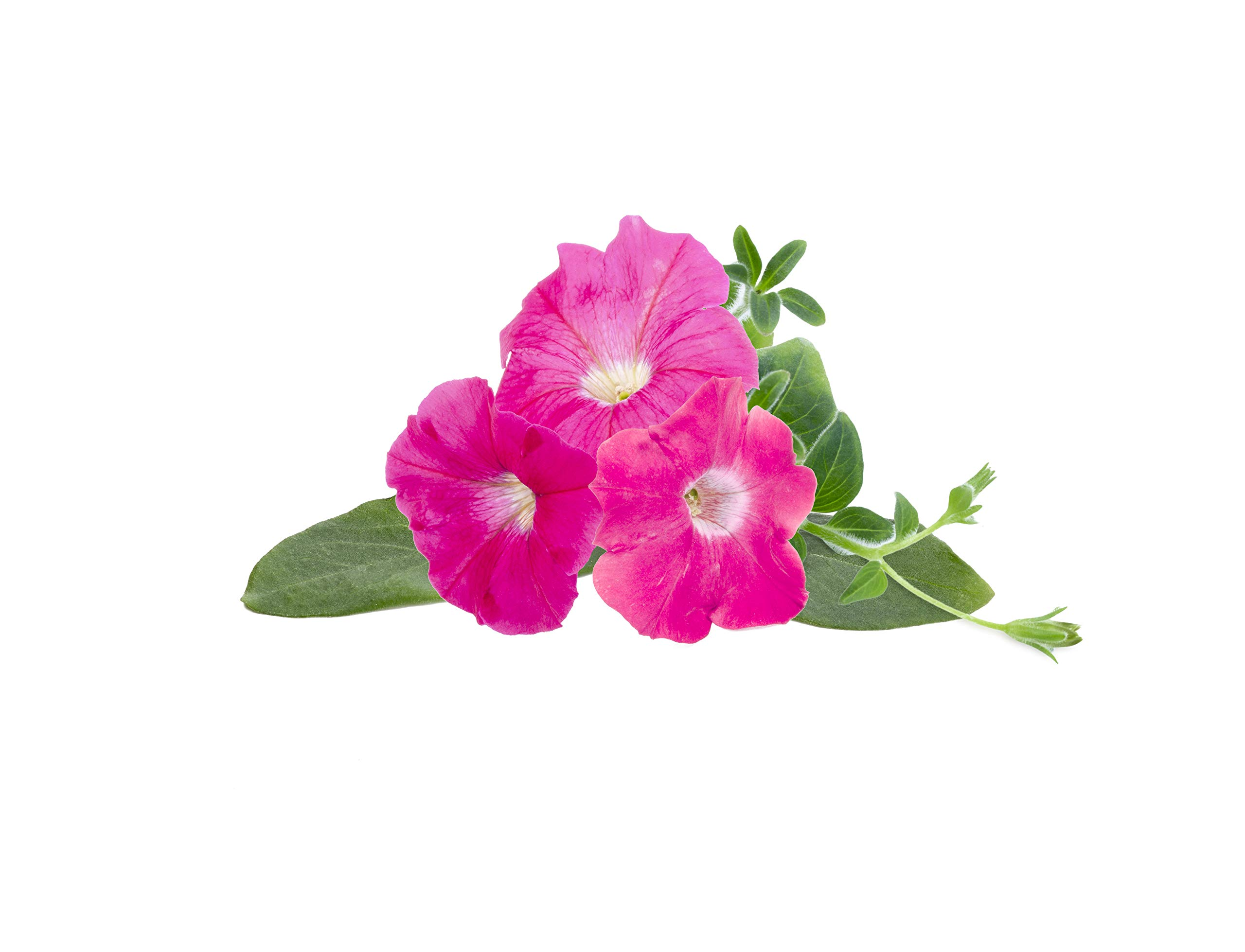 Trois fleurs de pétunia rose vif avec des feuilles vertes sur fond blanc. Les fleurs sont en pleine floraison.
