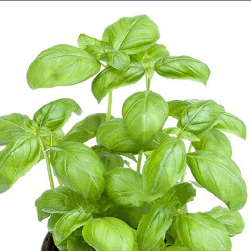 Gros plan sur un plant de basilic vert vif. Les feuilles sont grandes, ovales et luxuriantes, avec un fond blanc.