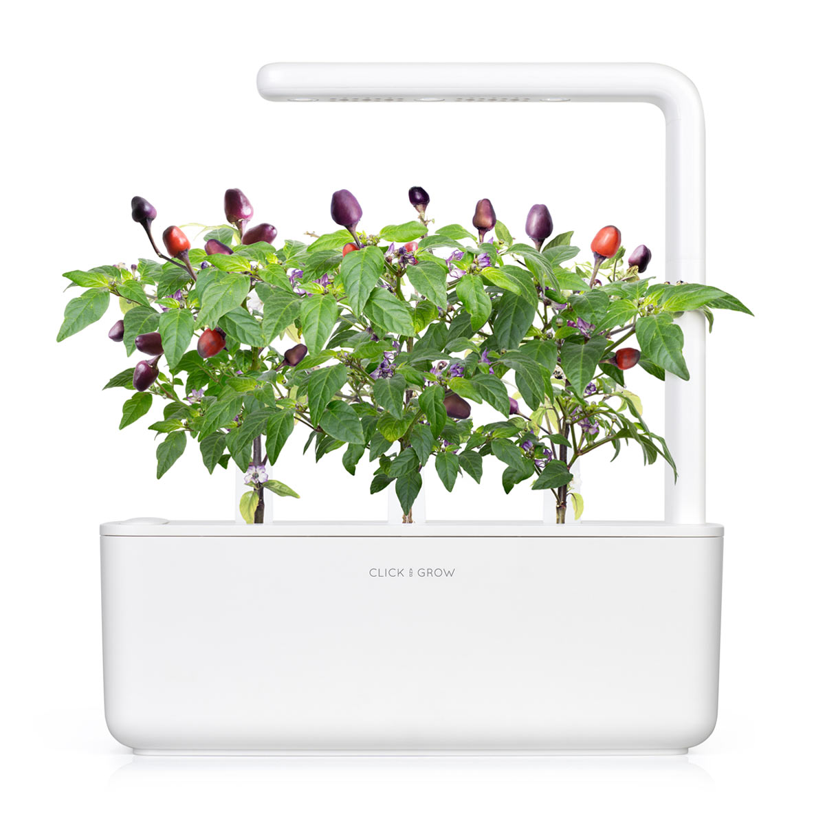 Un système de jardin d'intérieur blanc avec une plante cultivant des poivrons violets et rouges. Des feuilles et des fleurs vertes sont visibles.