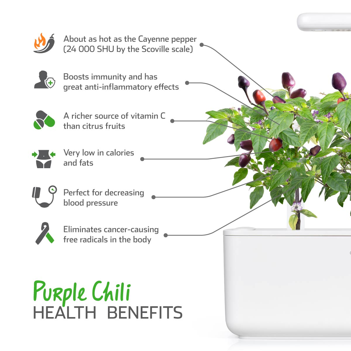 Un plant de piment violet avec des poivrons rouges et violets pousse dans un conteneur blanc. Le texte met en évidence les bienfaits pour la santé, dont la vitamine C et la tension artérielle.