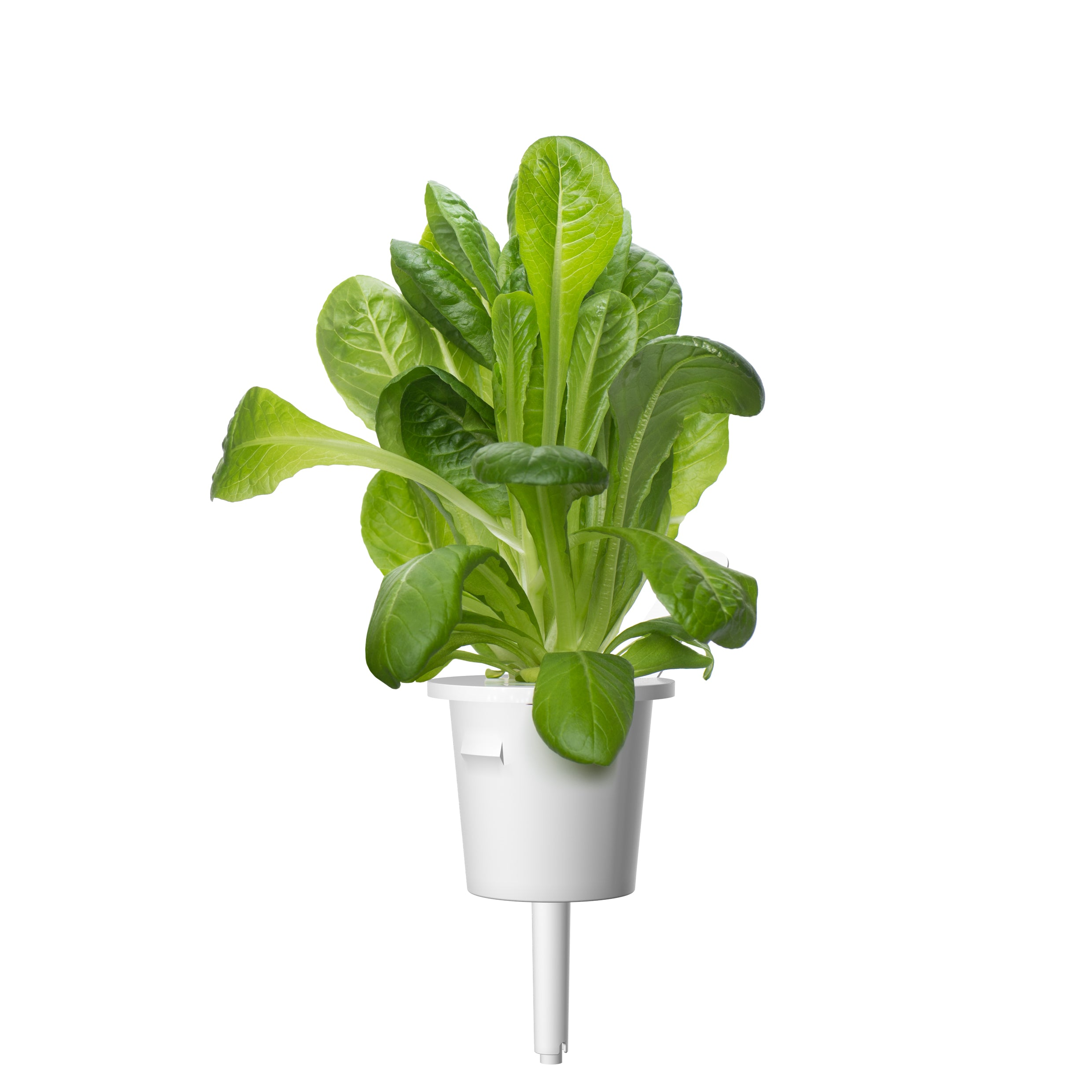 Une plante de laitue hydroponique dans un pot blanc. La laitue a des feuilles vertes. Le pot a un support blanc sur fond blanc.