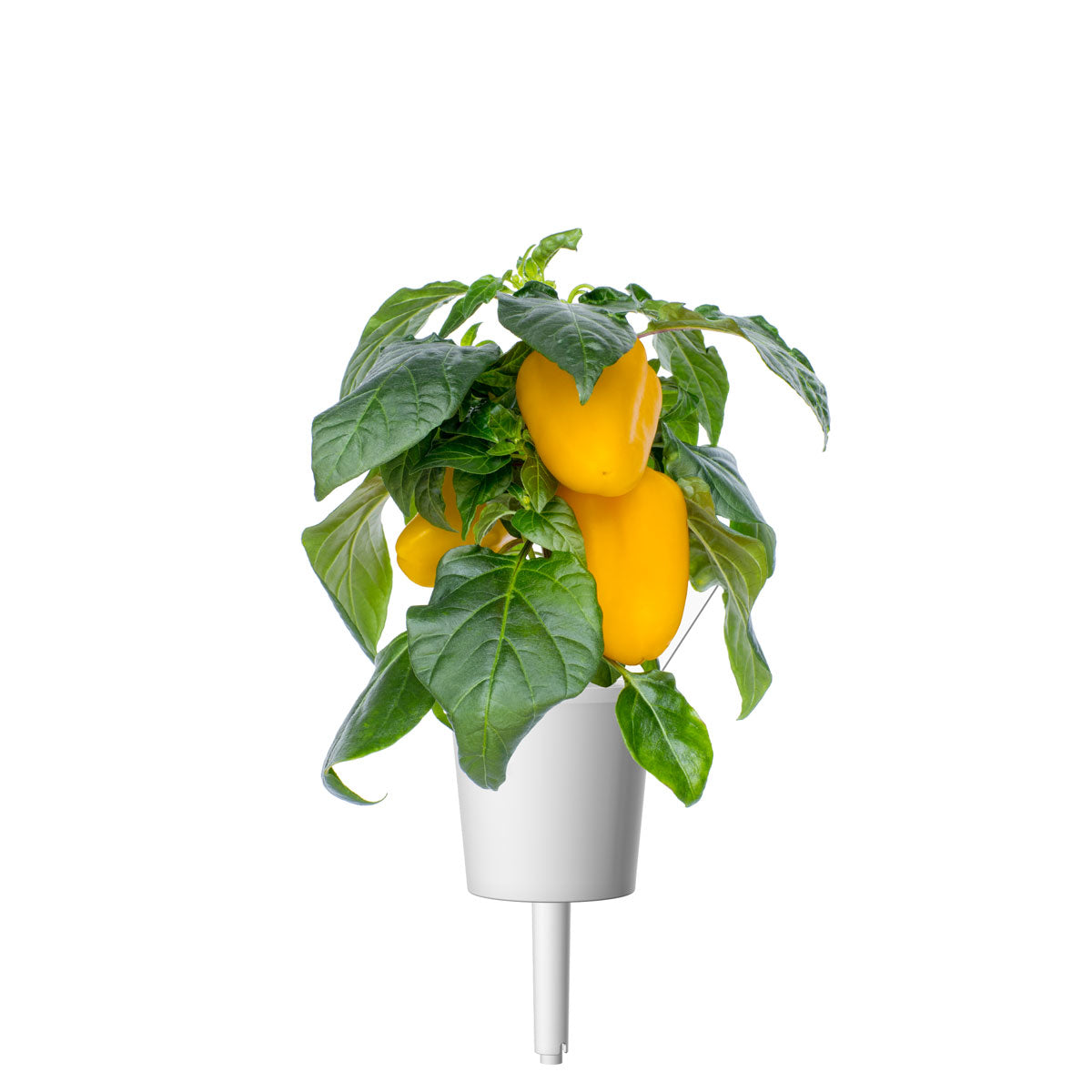 Une plante avec des poivrons jaunes et des feuilles vertes dans un pot blanc. Le fond est blanc.