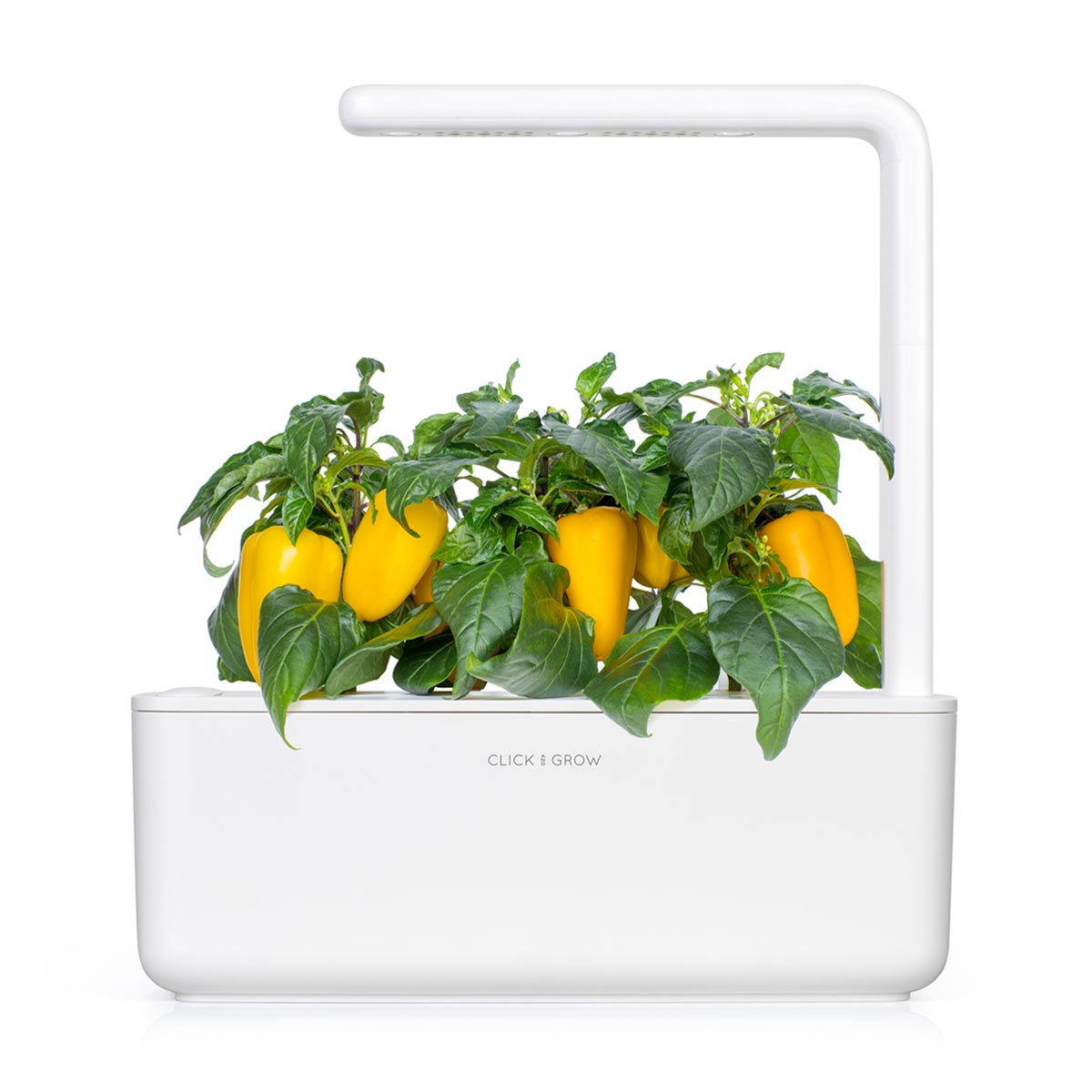 Un jardin d'intérieur blanc 'Click & Grow' avec des poivrons jaunes et des feuilles vertes. Une lumière LED blanche est au-dessus des plantes.