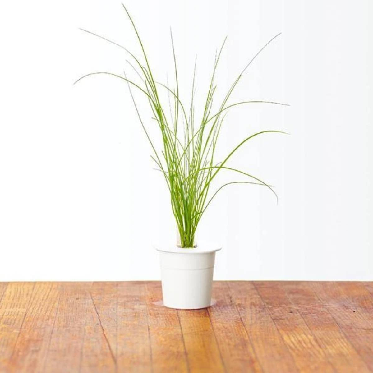 Une petite plante verte dans un pot blanc est posée sur une table en bois. Le fond est un mur blanc.