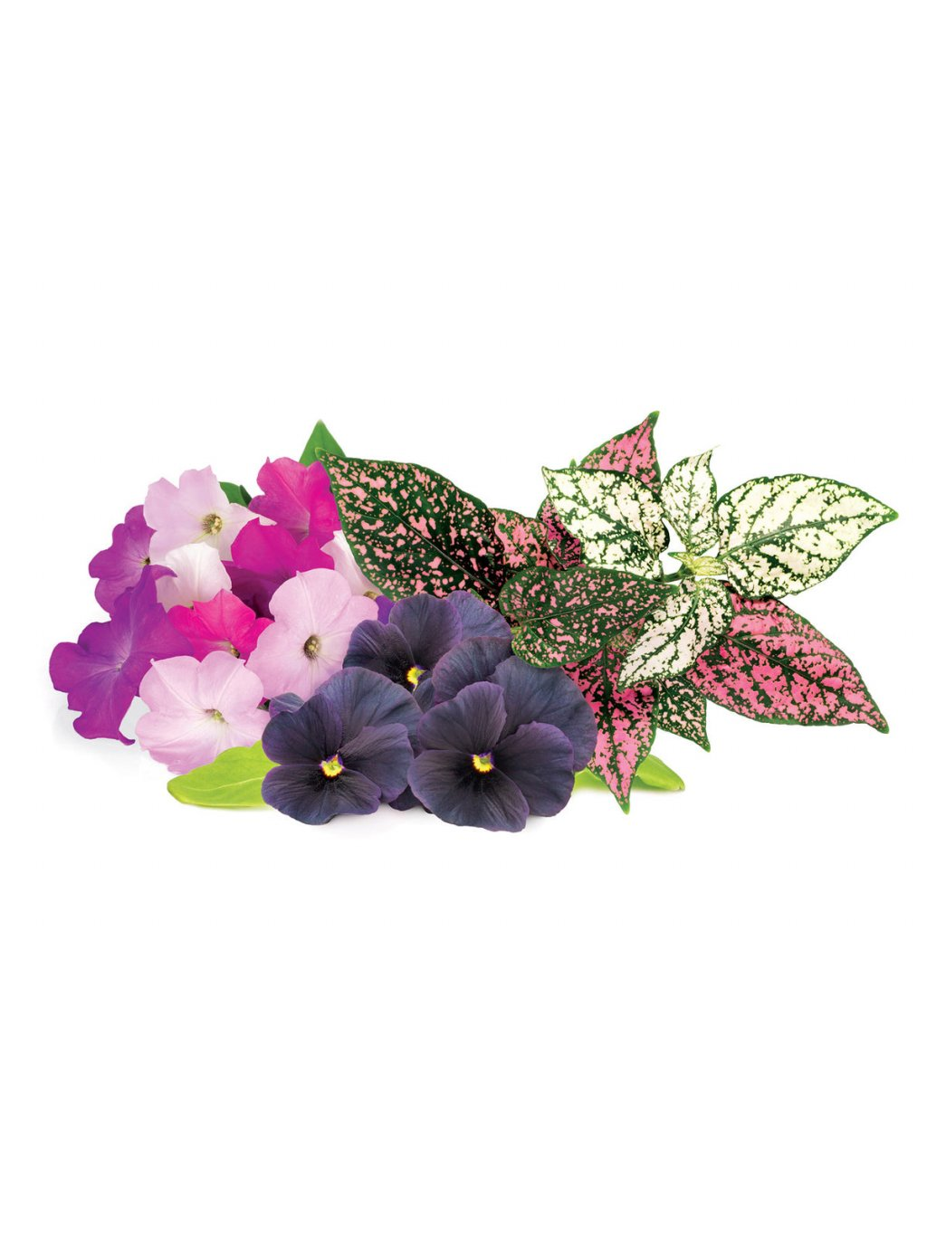 Agencement de diverses fleurs et feuilles sur fond blanc. Les fleurs comprennent des pétunias et des pensées roses et mauves. Les feuilles sont vertes et roses.