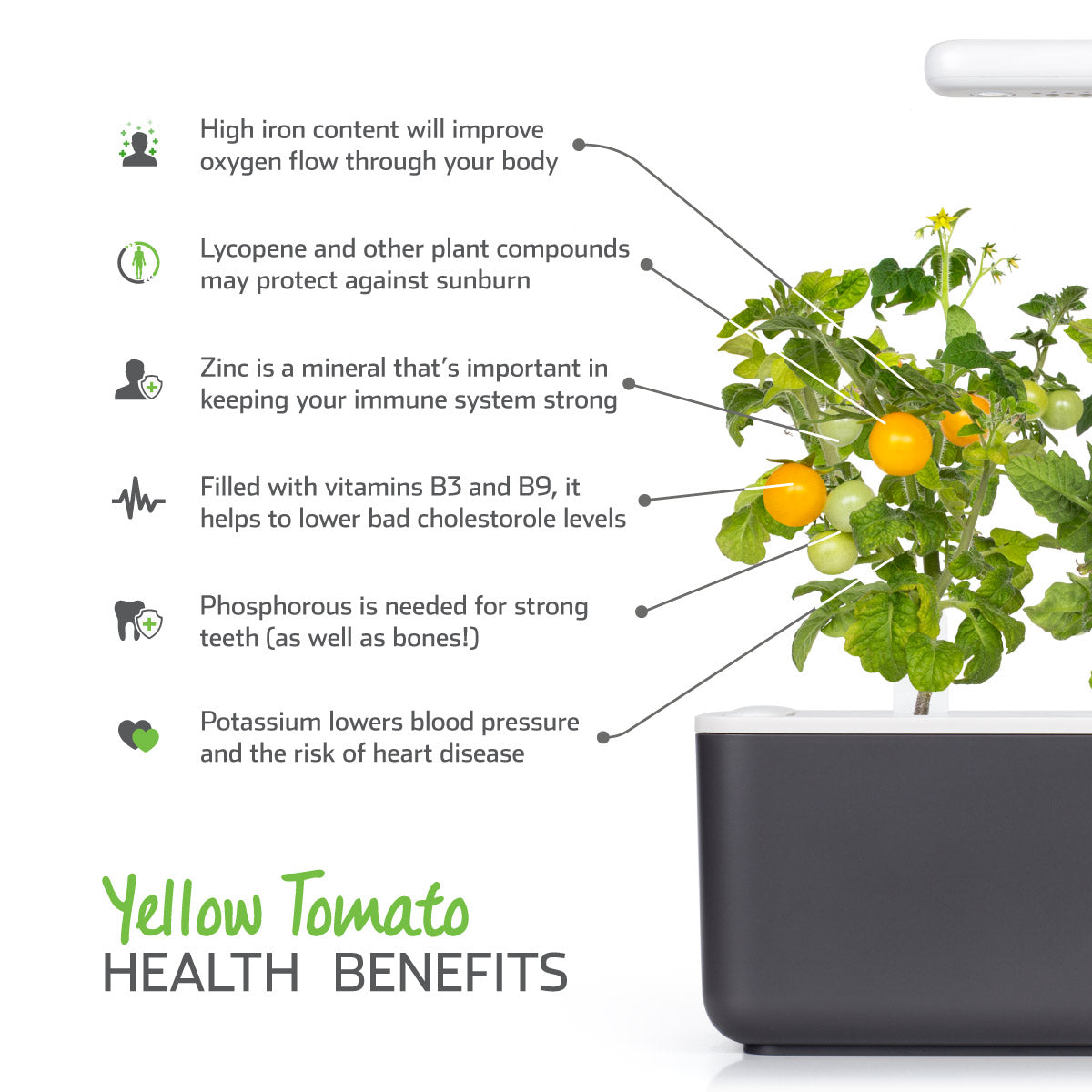 Una pianta di pomodoro giallo in un vaso nero. Il testo elenca i benefici per la salute: ferro, licopene, zinco, vitamine, fosforo e potassio.