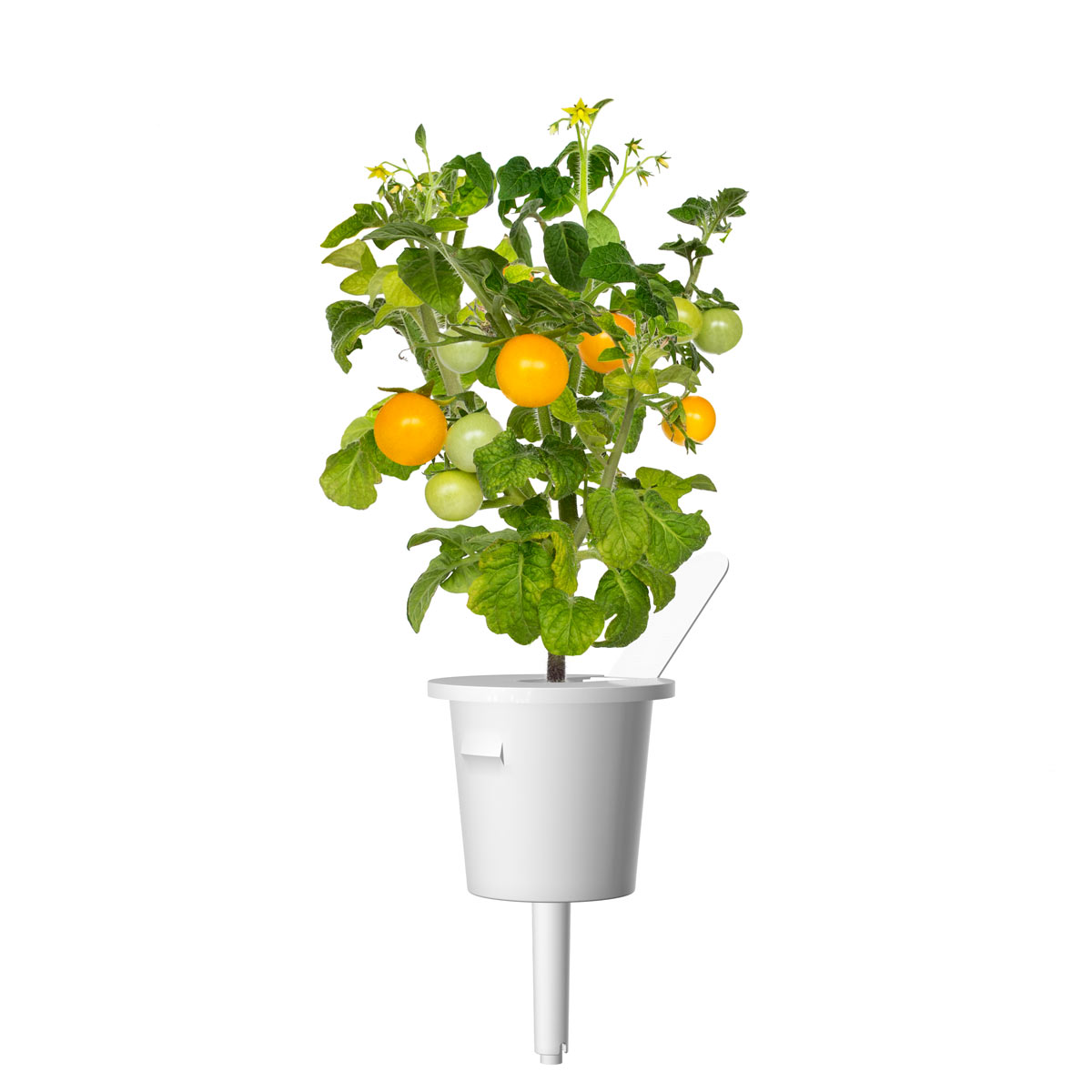 Una pianta di pomodoro in un vaso bianco. Ha foglie verdi e pomodori verdi e gialli. Lo sfondo è bianco.