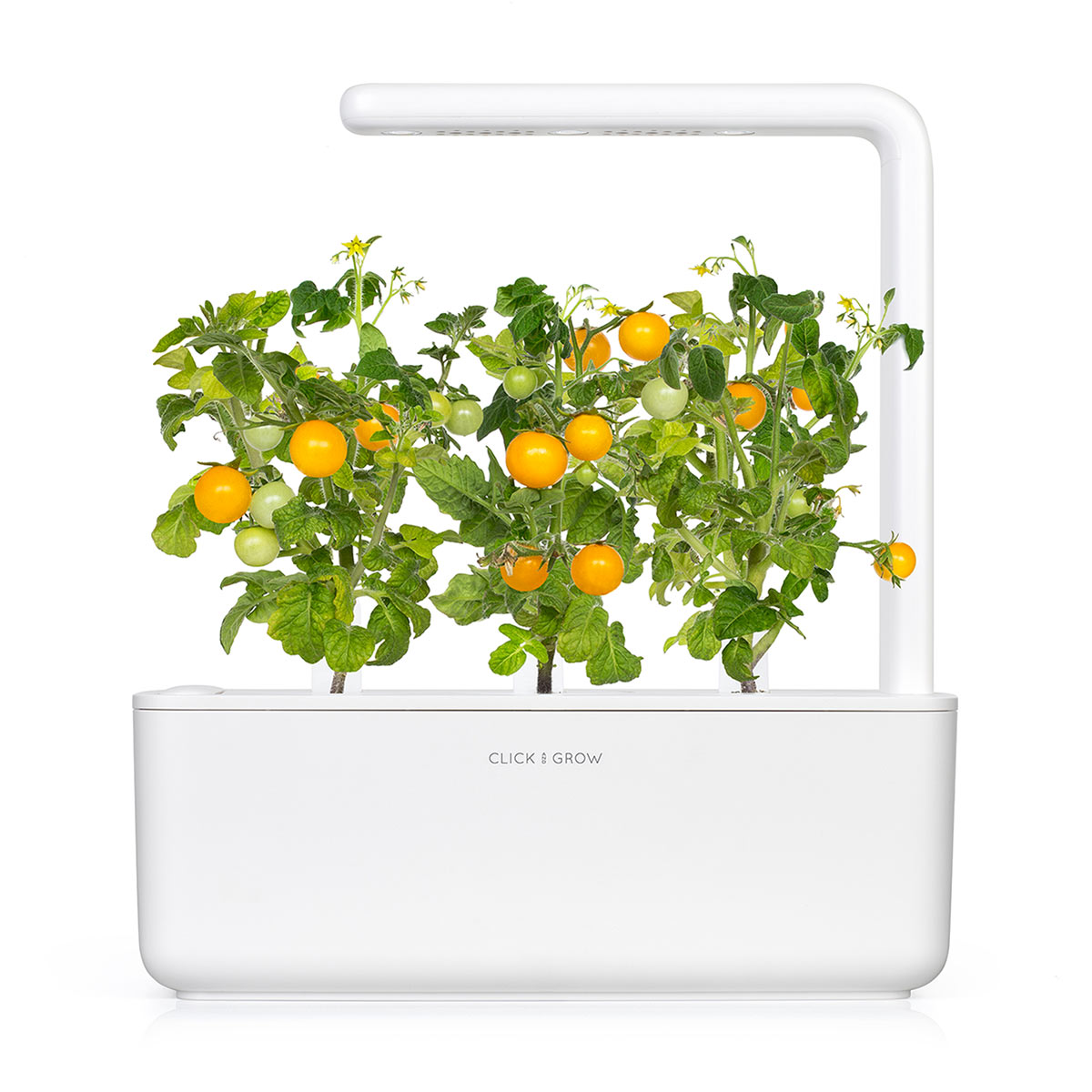 Un giardino interno bianco con piante di pomodoro. Crescono pomodori gialli e verdi. Le parole "CLICK & GROW" sono sul davanti.