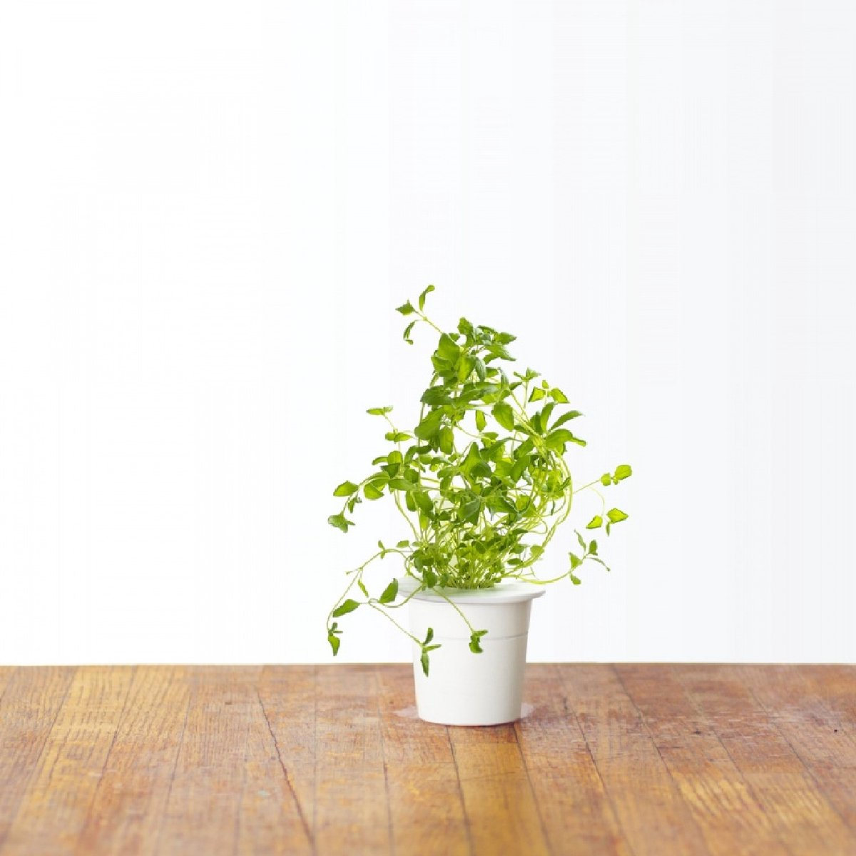 Une petite plante verte dans un pot blanc est posée sur une table en bois sur fond blanc.