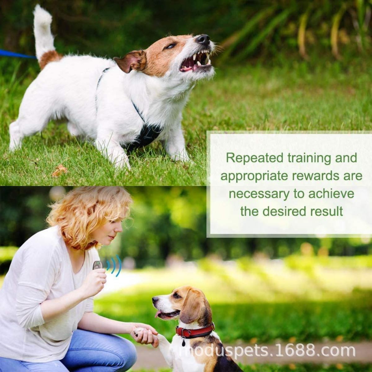 Ein Hund bellt, eine Frau trainiert einen Hund. Text: Wiederholtes Training und Belohnungen sind erforderlich, um das gewünschte Ergebnis zu erzielen.